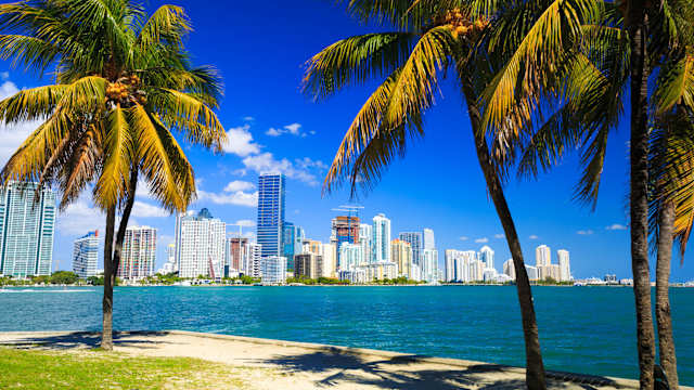 Blick auf die Skyline von Miami, Florida. Im Vordergrund sind Palmen zu sehen.