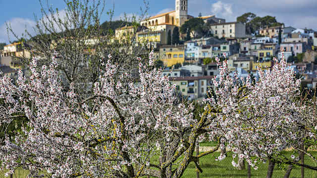 Blühende Mandelbäume vor Dorf auf Bergkuppe auf Mallorca