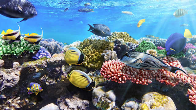 Bunte Fische schwimmen zwischen Korallen.