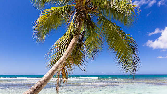 Kokospalme am Strand, Isla Saona, Parque Nacional del Este, La Altagracia, Dominikanische Republik