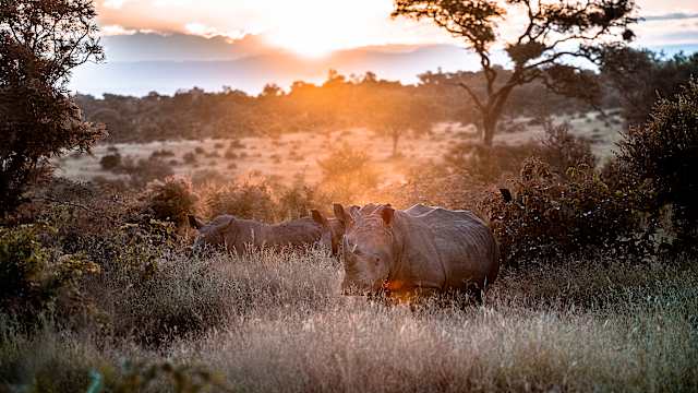 Ein weißes Nashorn in der Savanne, Krüger-Nationalpark, Südafrika