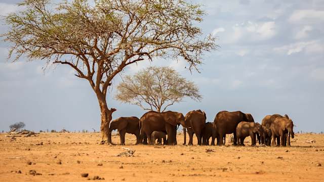 Elefanten gehören zu den "Must-Sees" bei einer Safari in Kenia