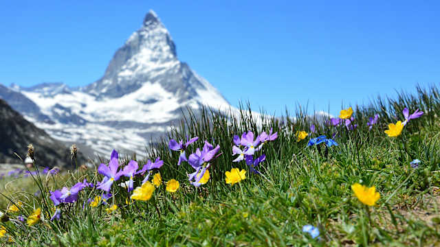 Bergblumen am Matterhorn