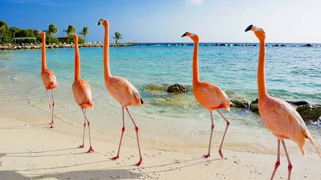 Immer schön der Reihe nach – Flamingos am Strand von Aruba © Natalia Barsukova - stock.adobe.com