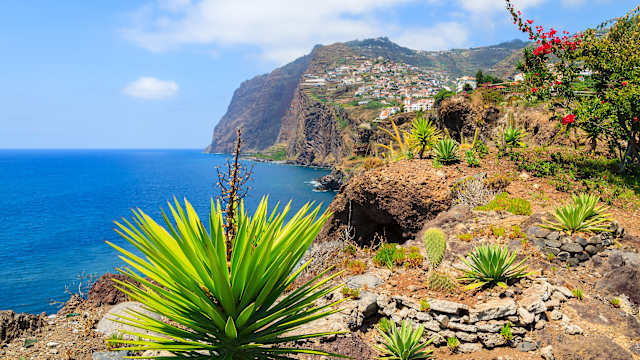 Tropische Pflanzen, Madeira, Portugal