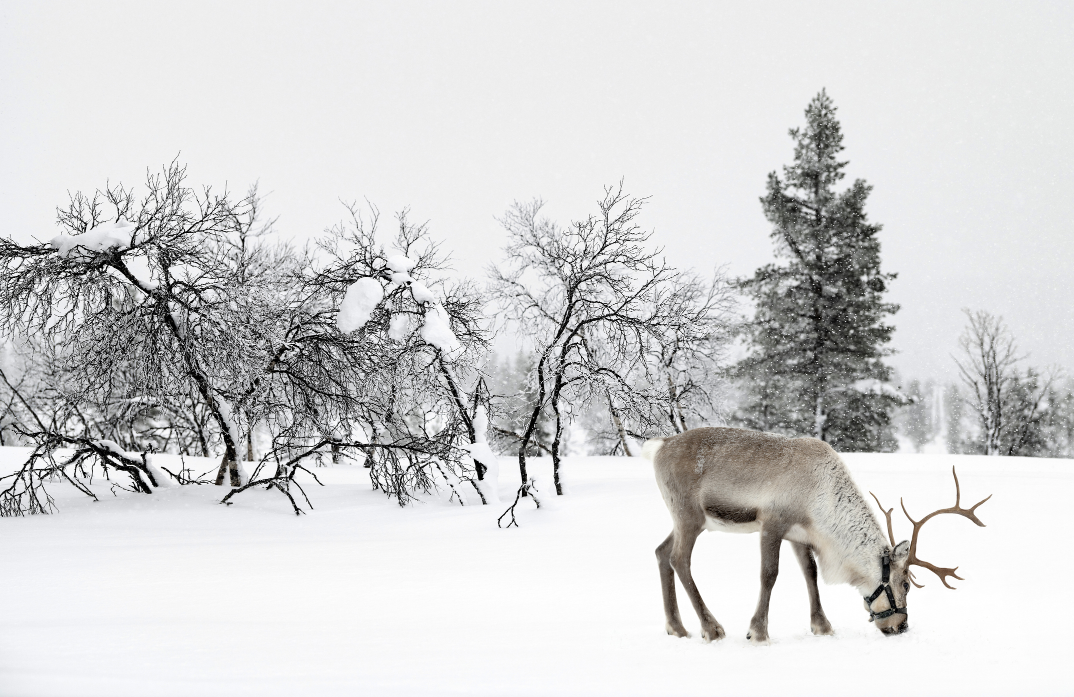 Weiße Weihnachten in Schweden – Wo liegt Schnee? - Elchkuss