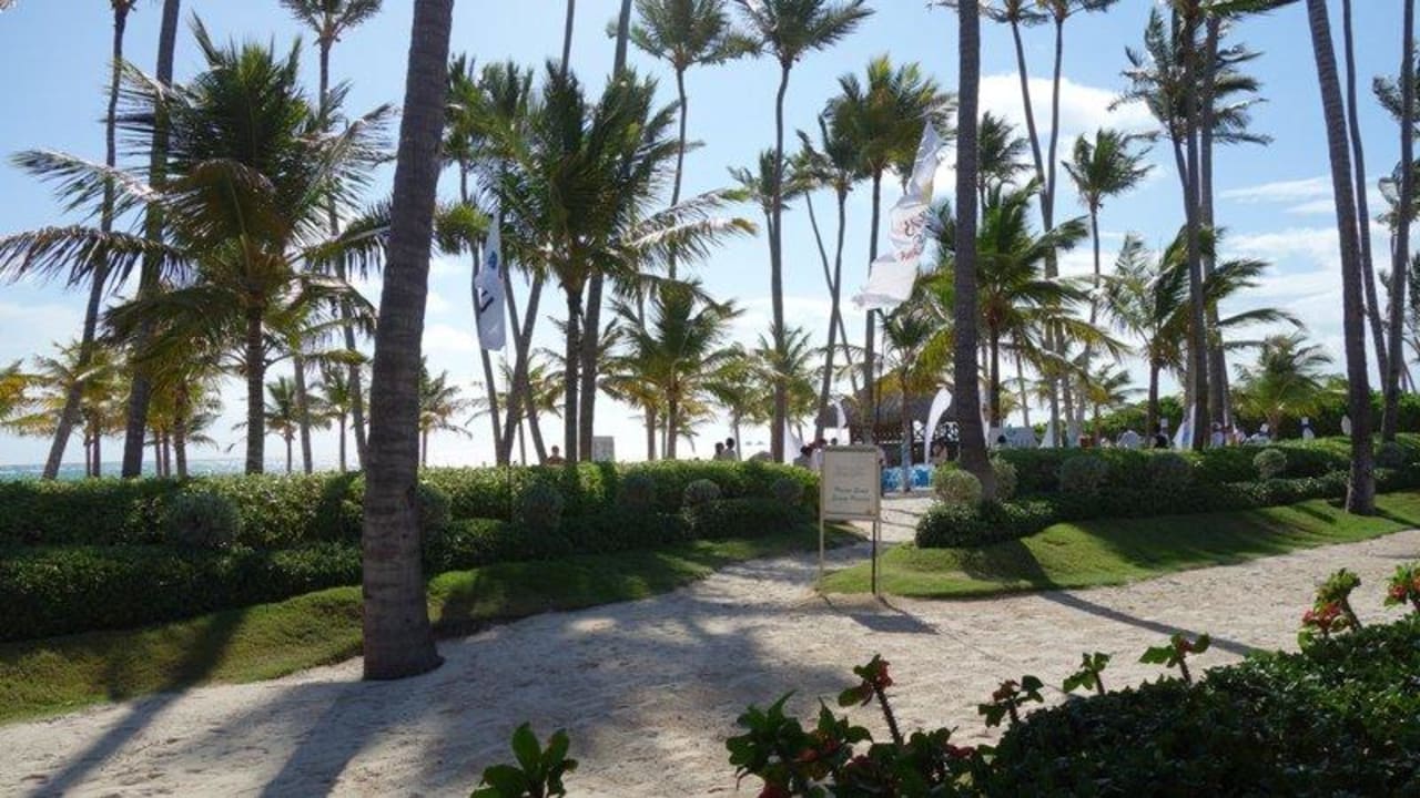 Strand Palmen Secrets Royal Beach Punta Cana Adults Only Bavaro My