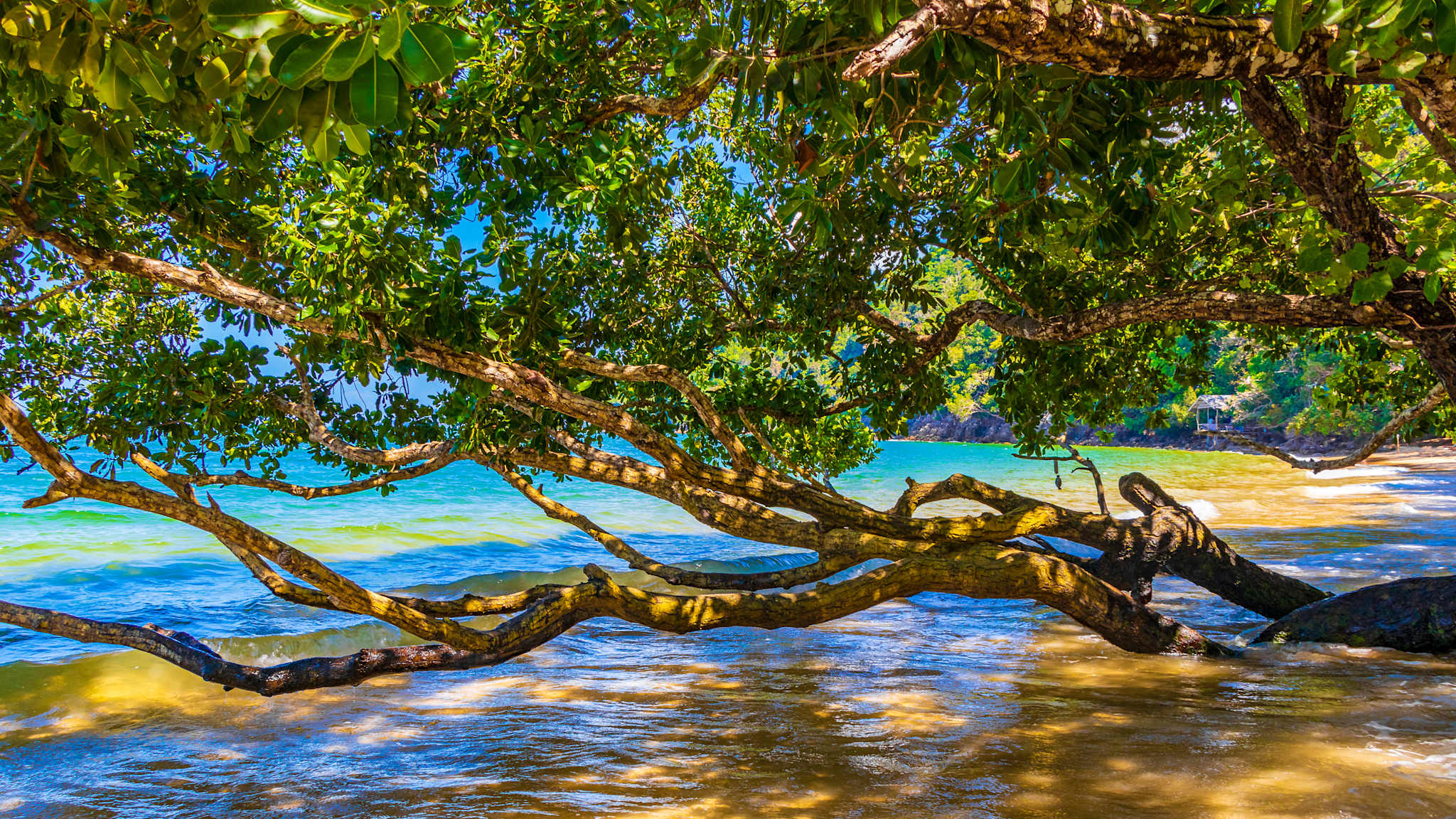 Ein Mangrovenbaum wächst über einen Strand hinweg.