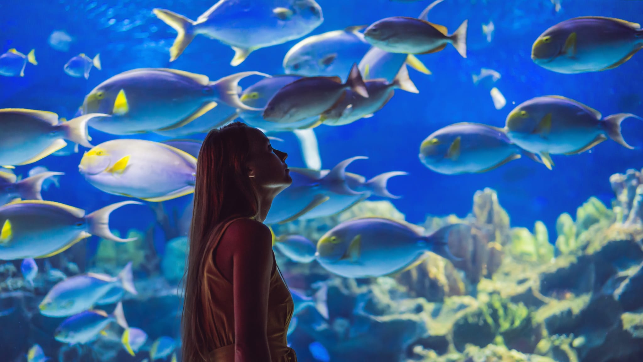 Aquarium auf Kreta ©galitskaya/iStock / Getty Images Plus via Getty Images