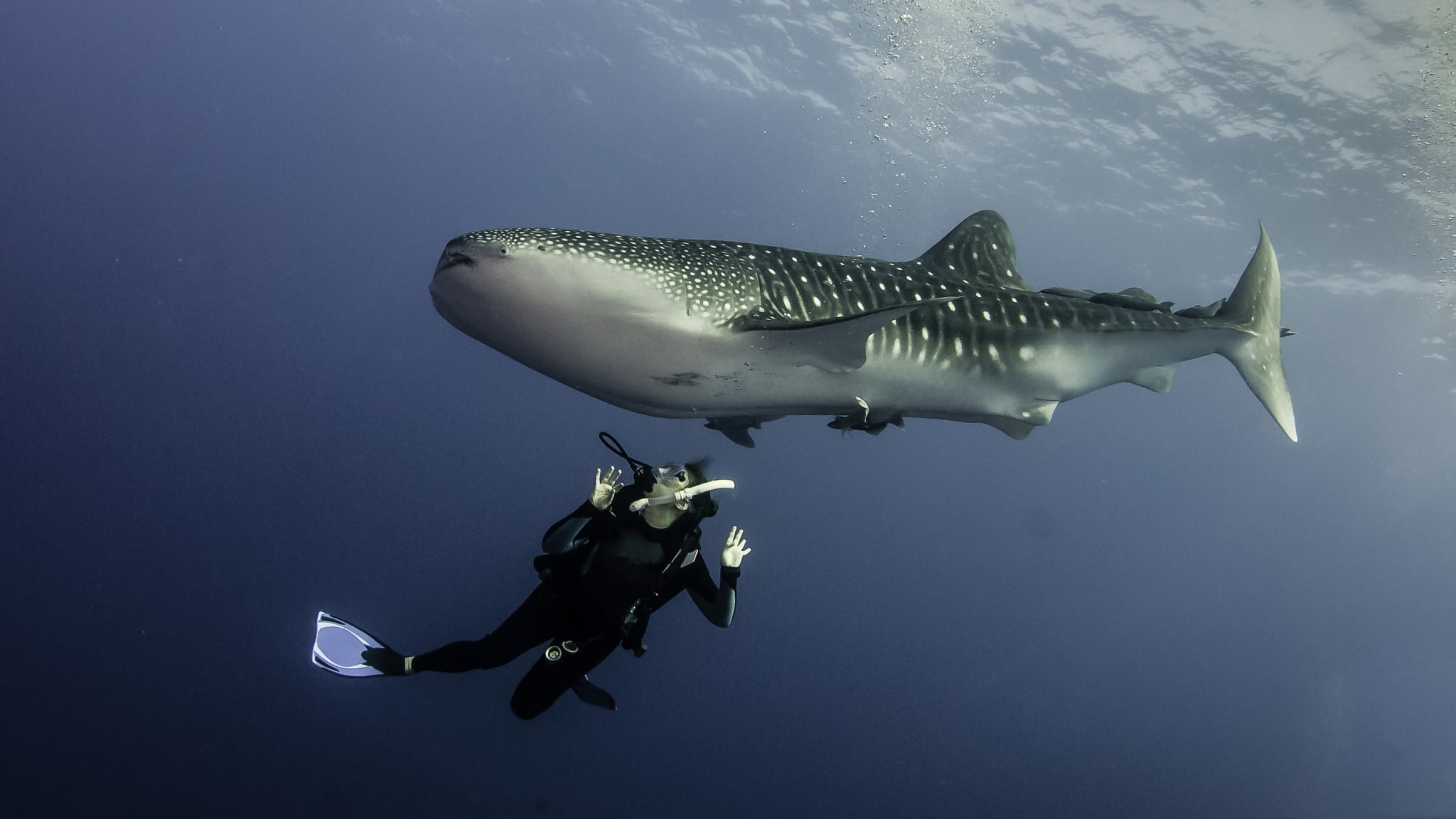 Cabo San Lucas in Baja California ©by wildestanimal/Moment via Getty Images
