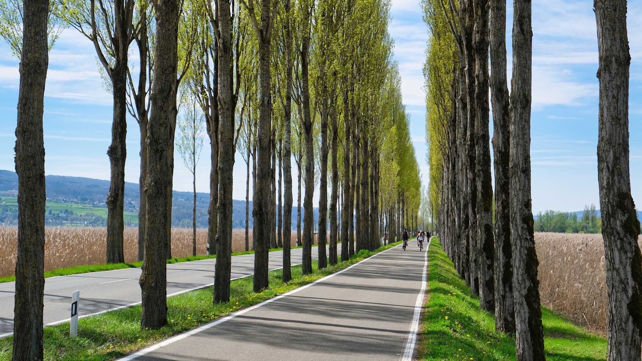 Von Pappeln gesäumte Straße mit Radfahrern