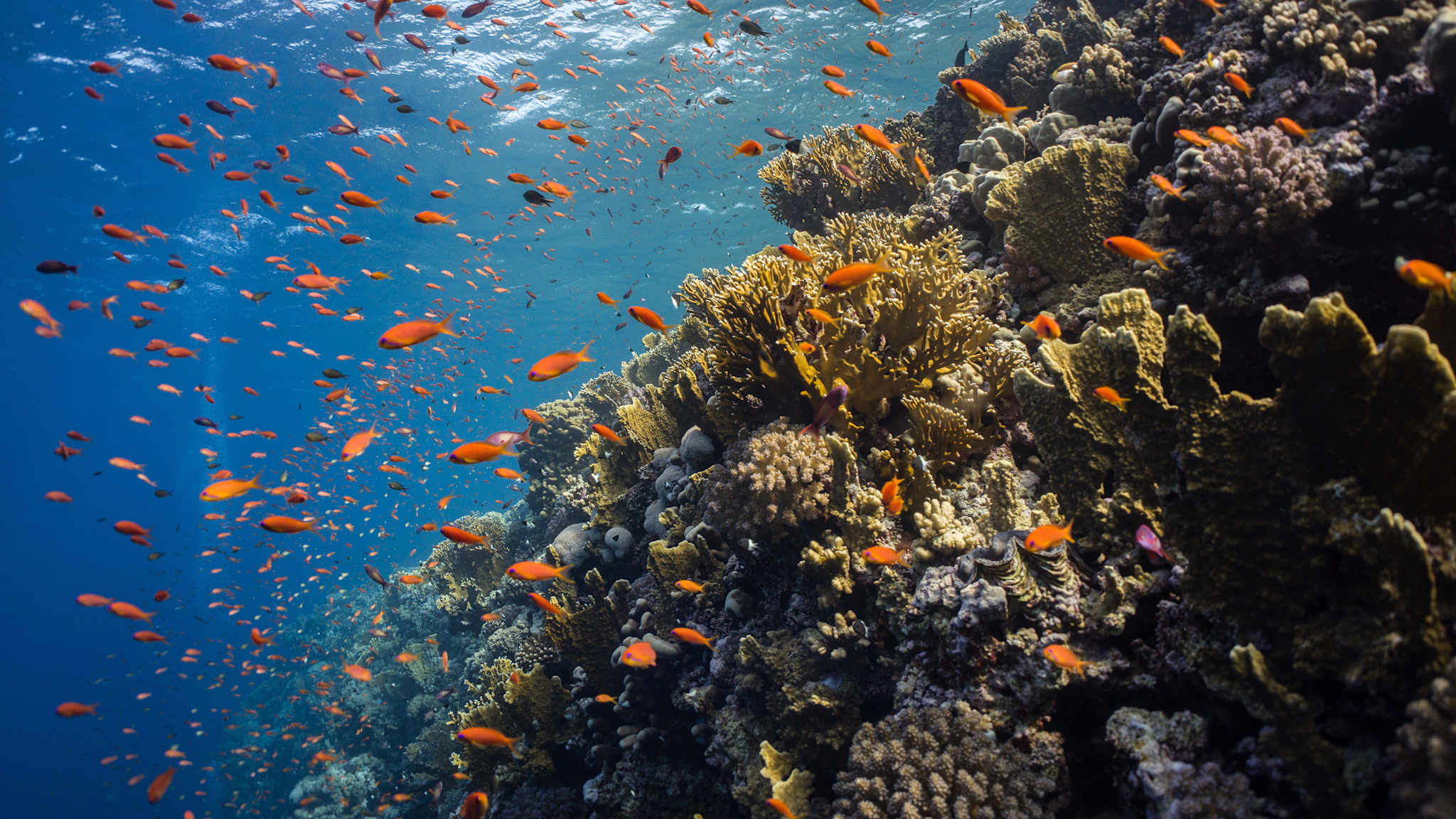 Fische am Elphinstone Riff am Roten Meer.