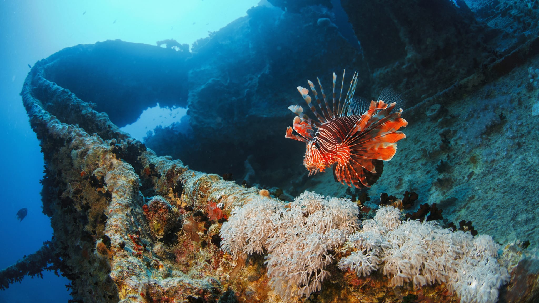 Fisch schwimmt vor dem legendären Schiffswrack SS Thistlegorm © iStock.com/ultramarinfoto