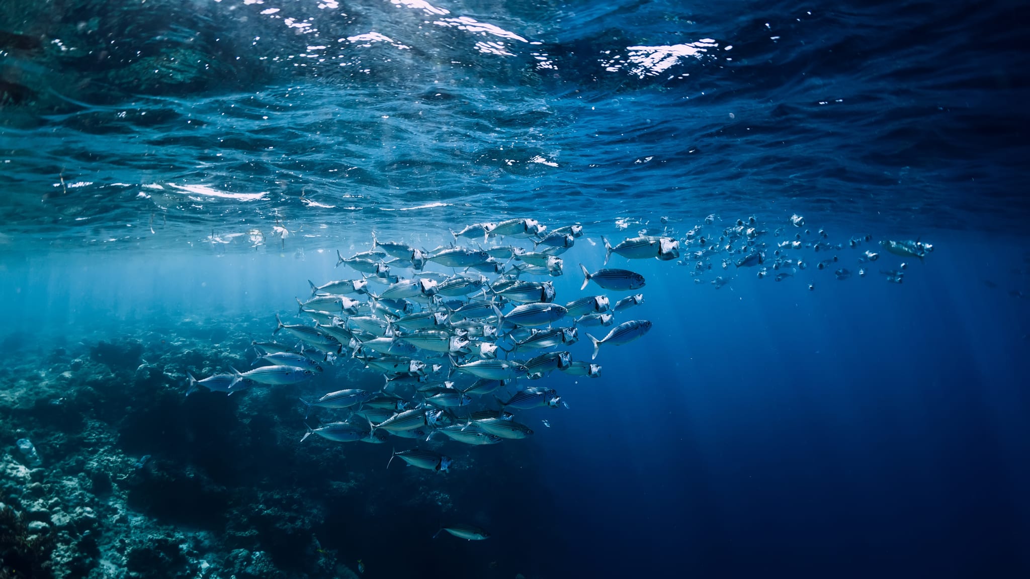 Fischschwarm dicht unter der Meeresoberfläche © stock.adobe.com - artifirsov