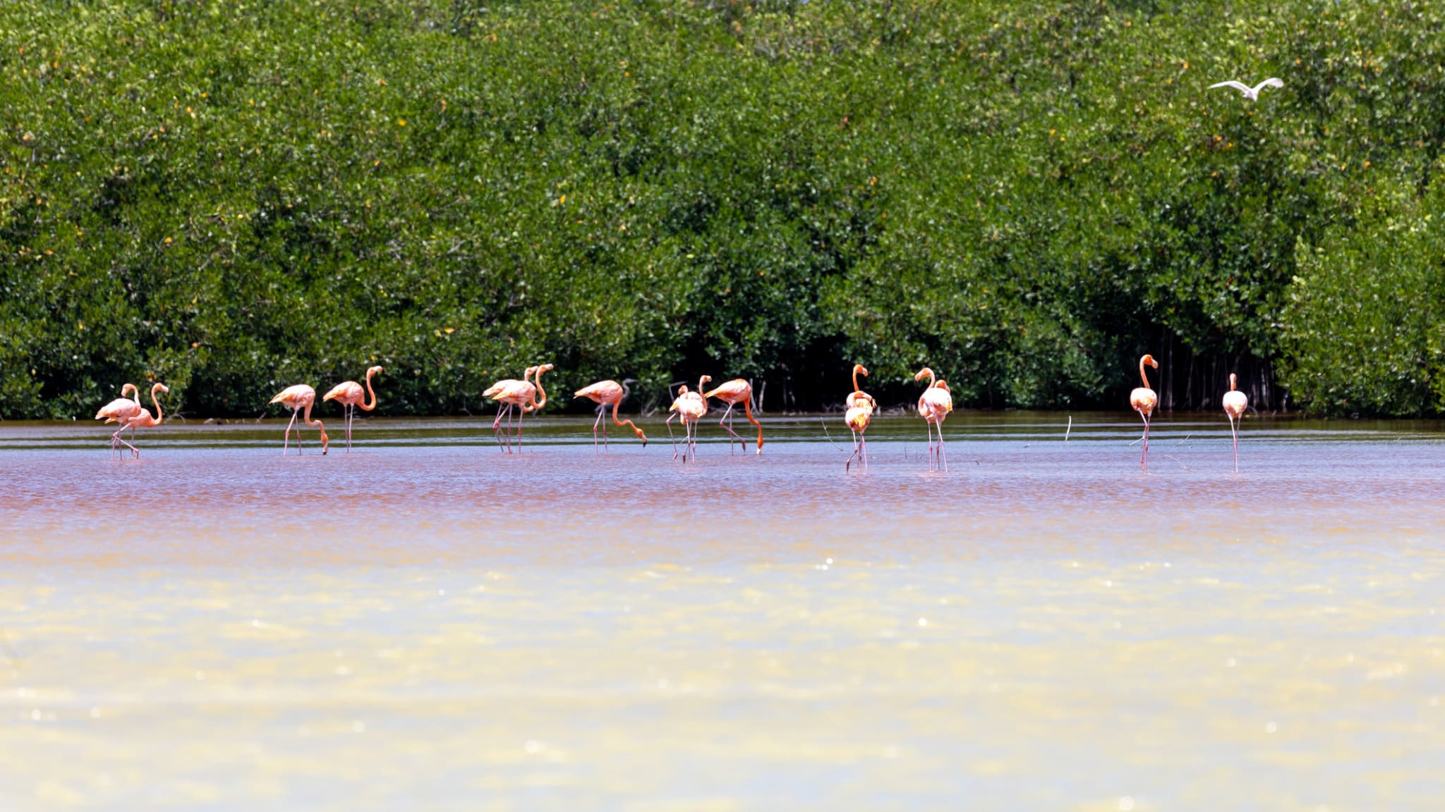 Flamingos, Dominikanische Republik © laura brambilla/iStock / Getty Images Plus via Getty Images
