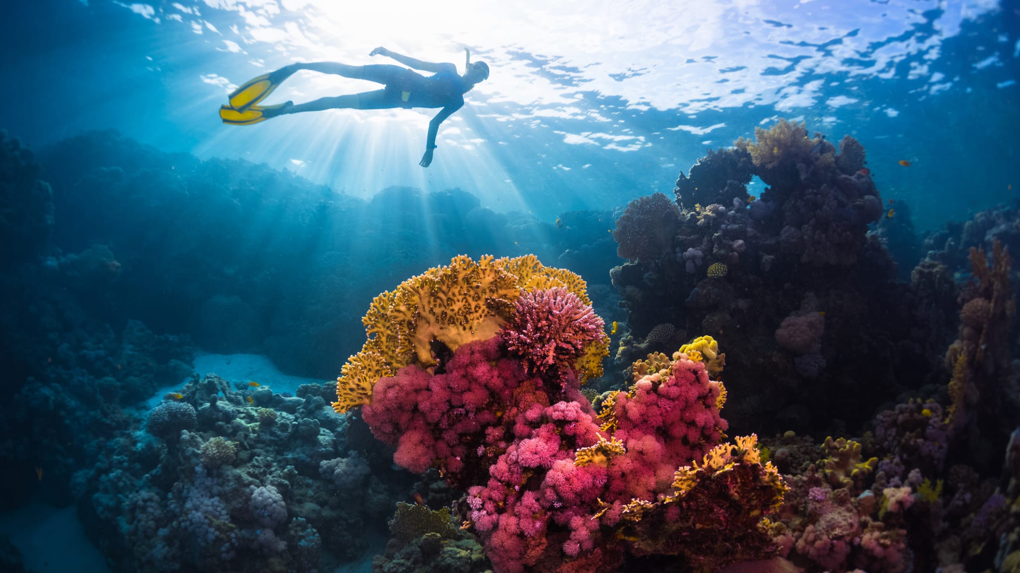 Free Diver schwimmt unter Wasser über dem lebhaften Korallenriff © iStock.com/mihtiander