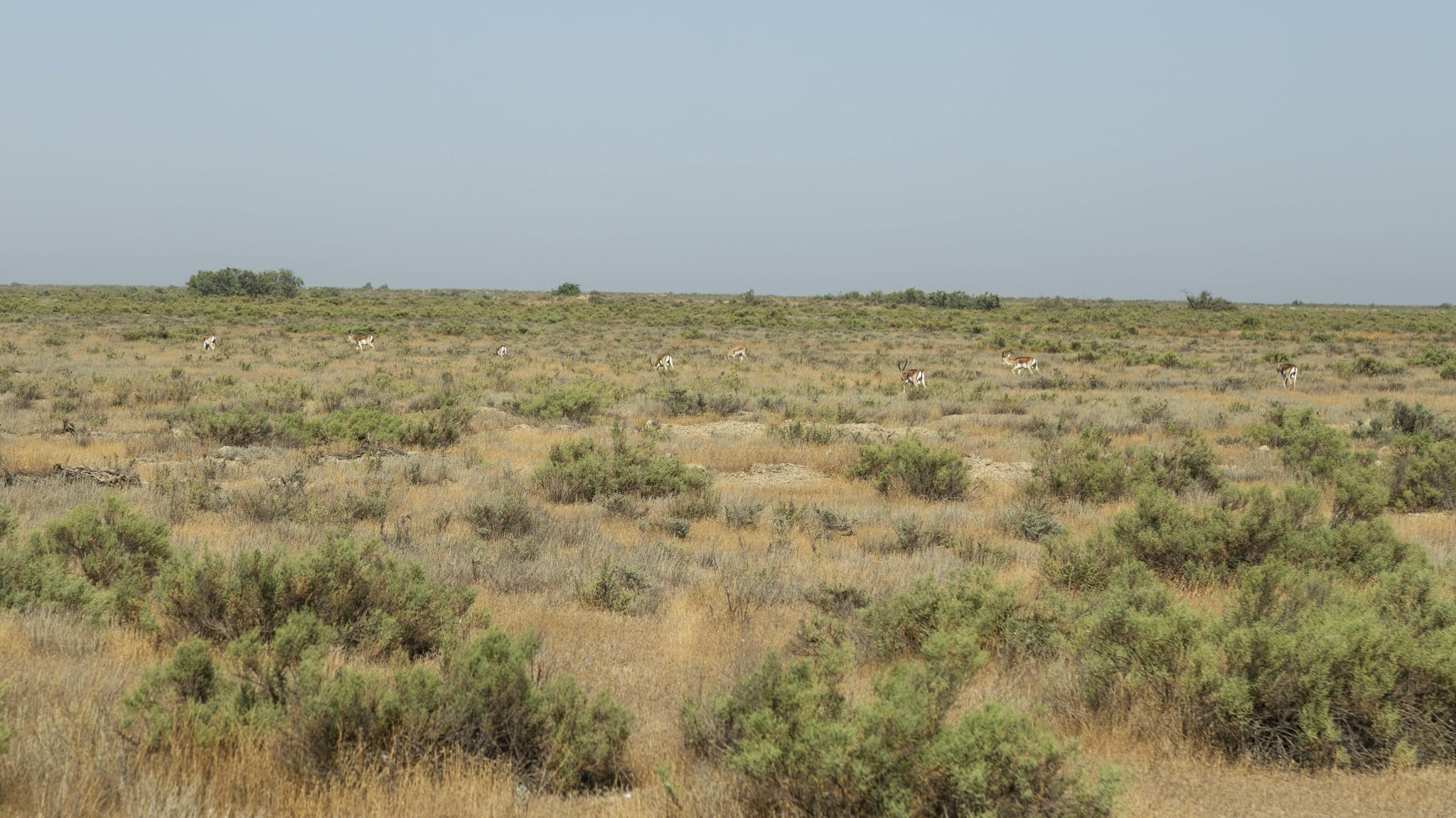 Gazellen im Shirvan Nationalpark, Aserbaidschan © Azerbaijan Tourism