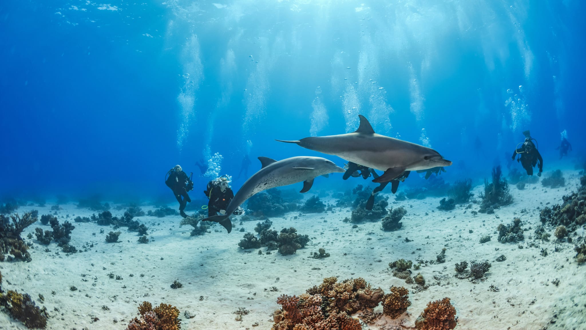 Gruppe von Tauchern schwimmt gemeinsam mit mehreren Delfinen © iStock.com/ultramarinfoto