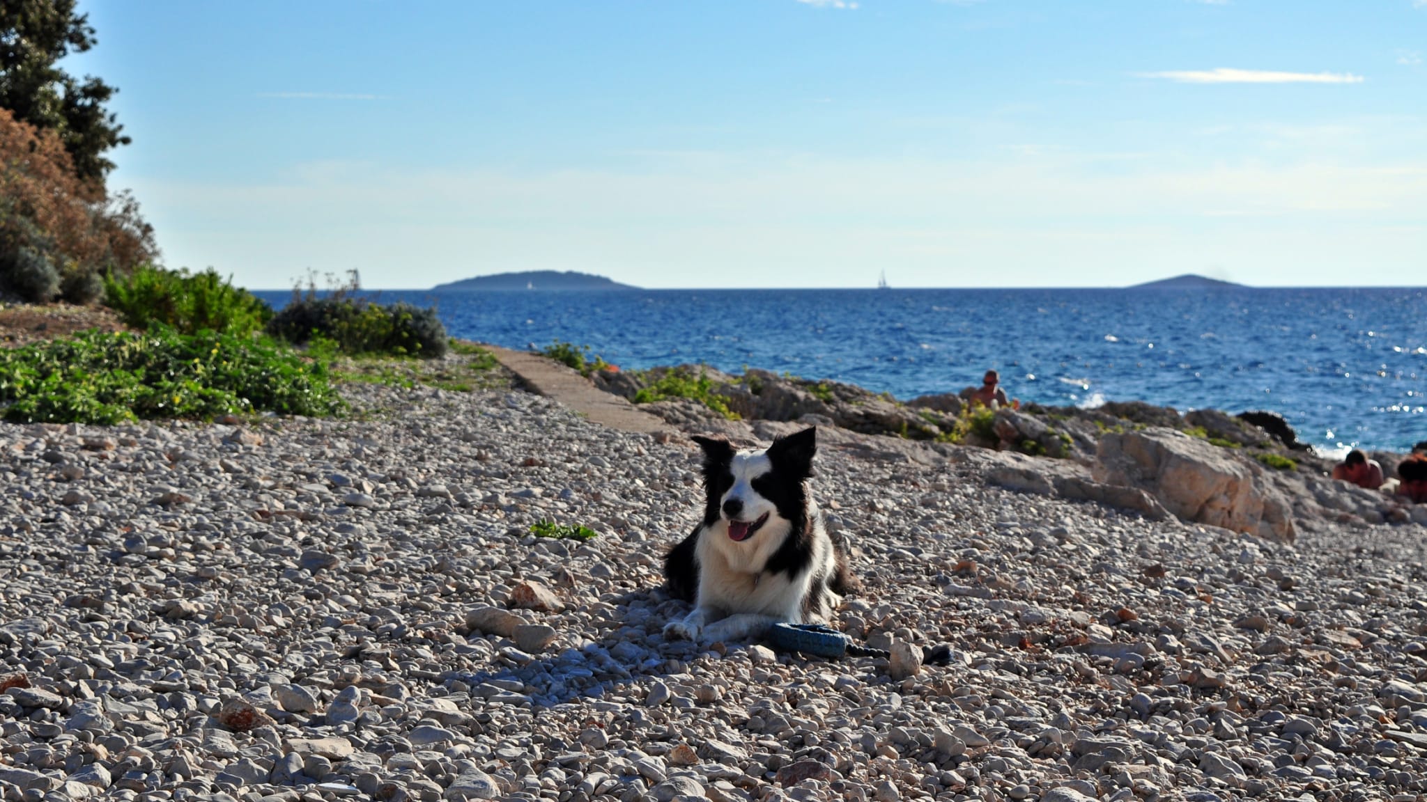 Hund am Kiesstrand ©kacege photography/Moment via Getty Images