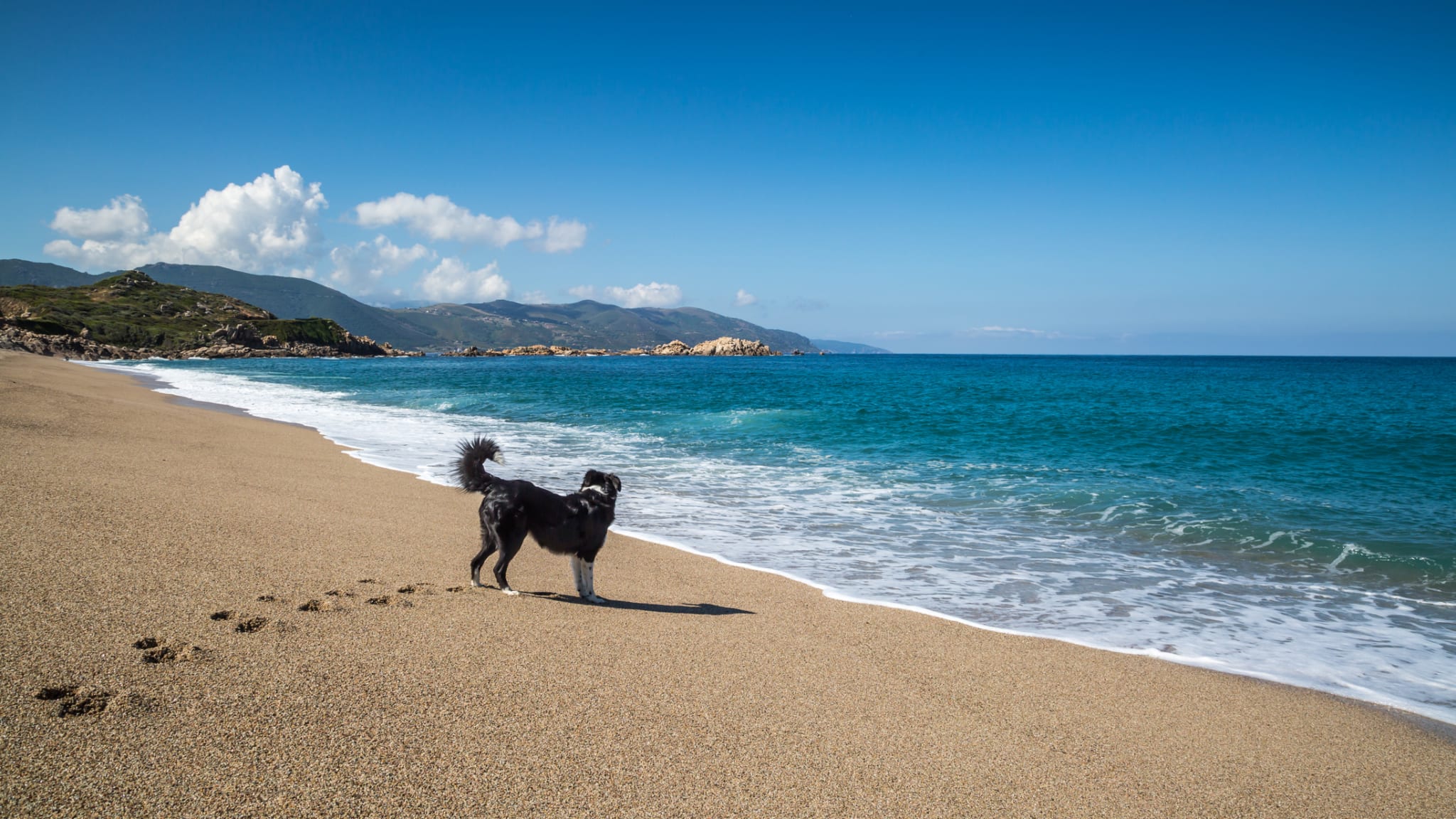 Hund am Strand, Korsika © joningall/iStock / Getty Images Plus via Getty Images