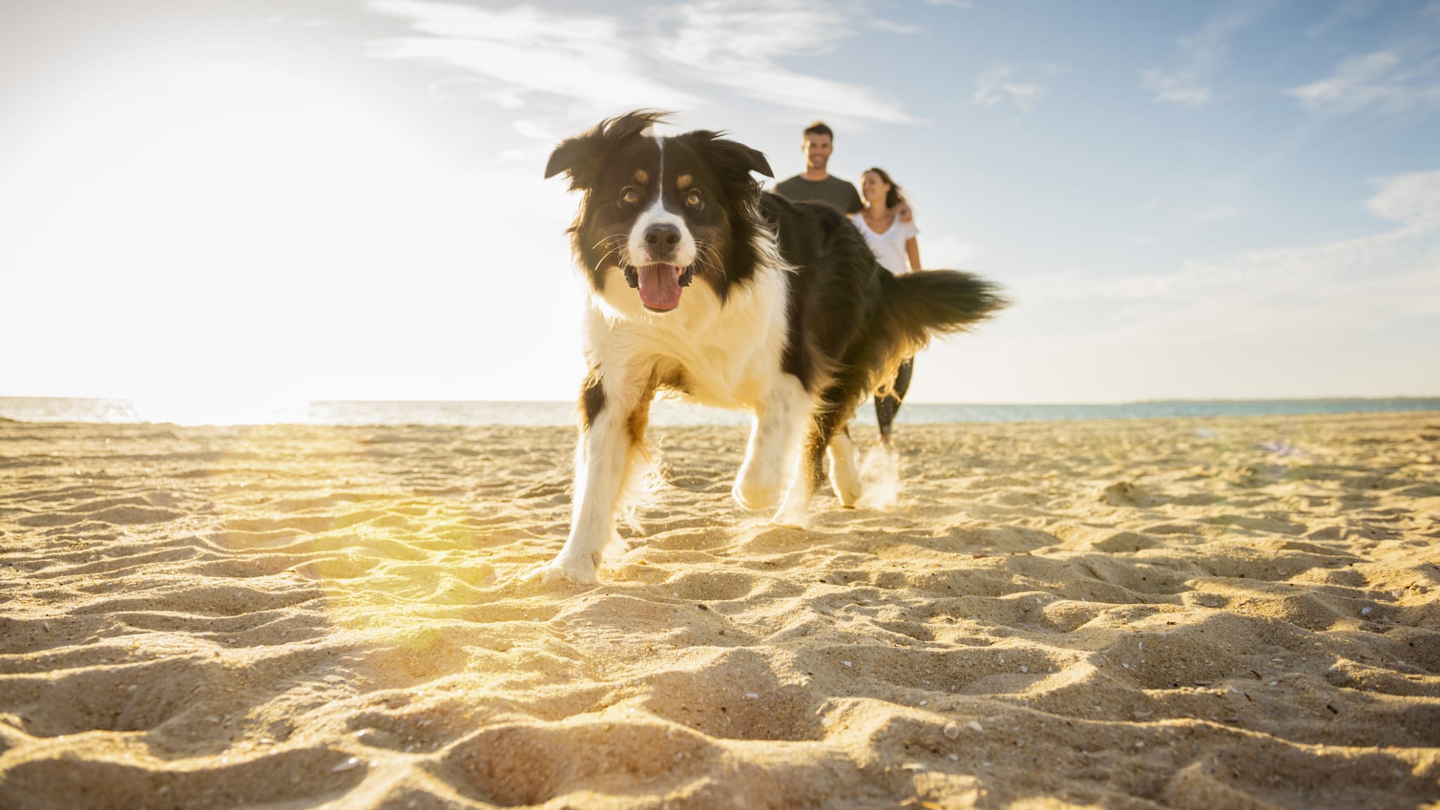 Hund am Strand in Italien © Jacobs Stock Photography Ltd/DigitalVision via Getty Images