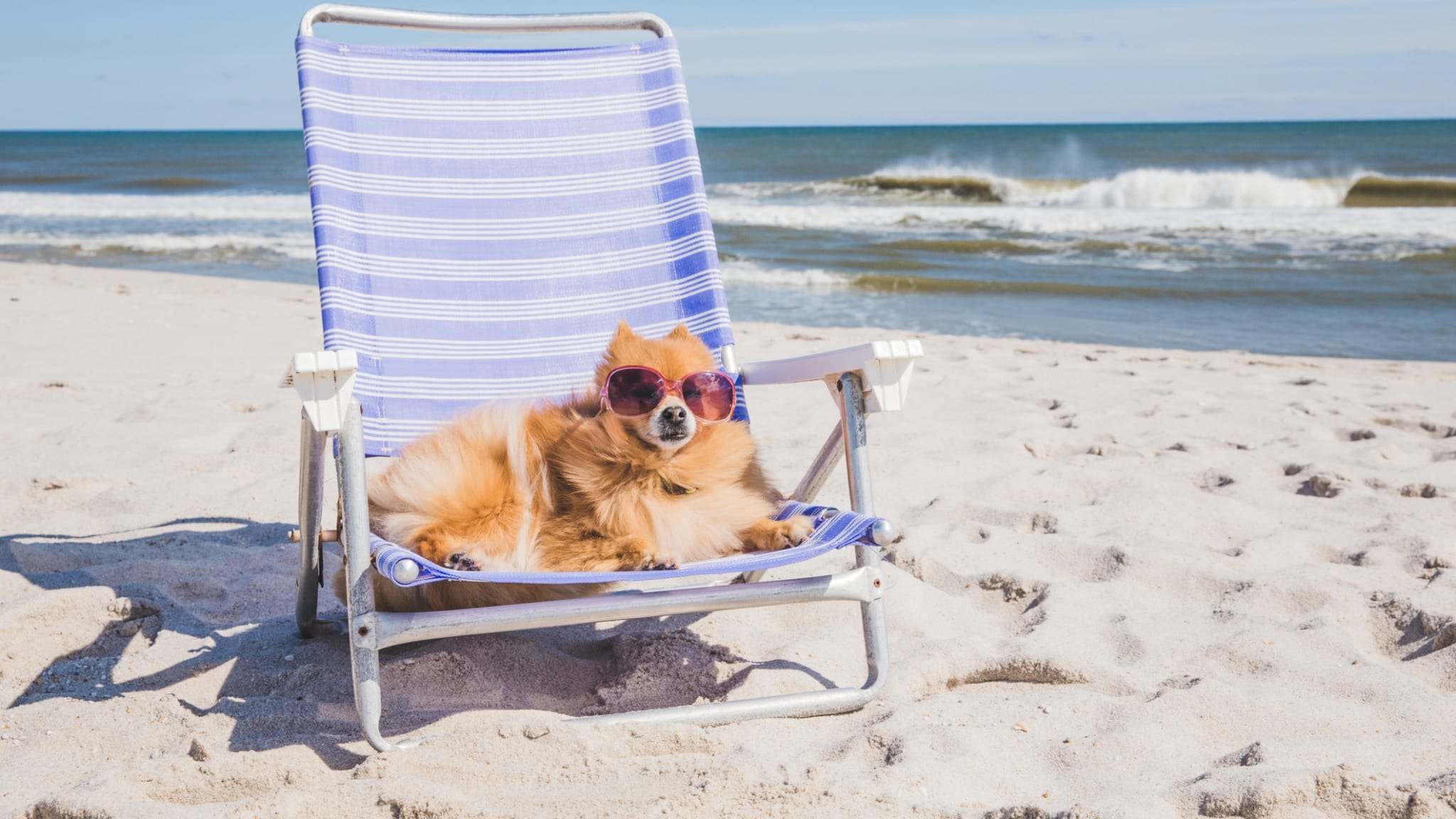 Hund entspannt am Strand © Jena Ardell/Moment via Getty Images