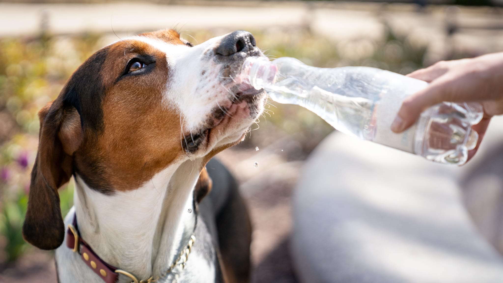 Hund trinkt aus Wasserflasche © Anita Kot/Moment via Getty Images