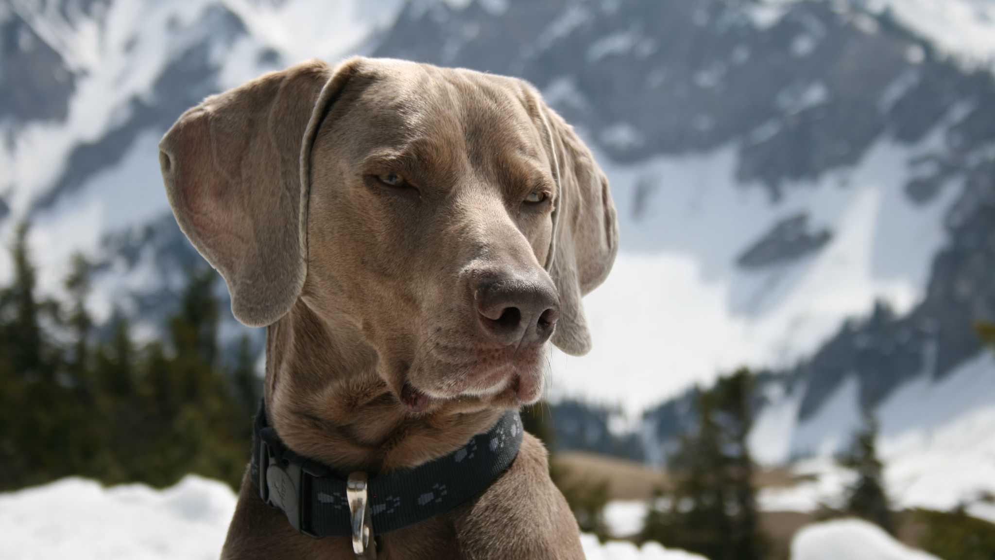 Ein Hund sitzt im Schnee, sein Gesicht ist von Schneeflocken bedeckt. Im Hintergrund eine weite Winterlandschaft.