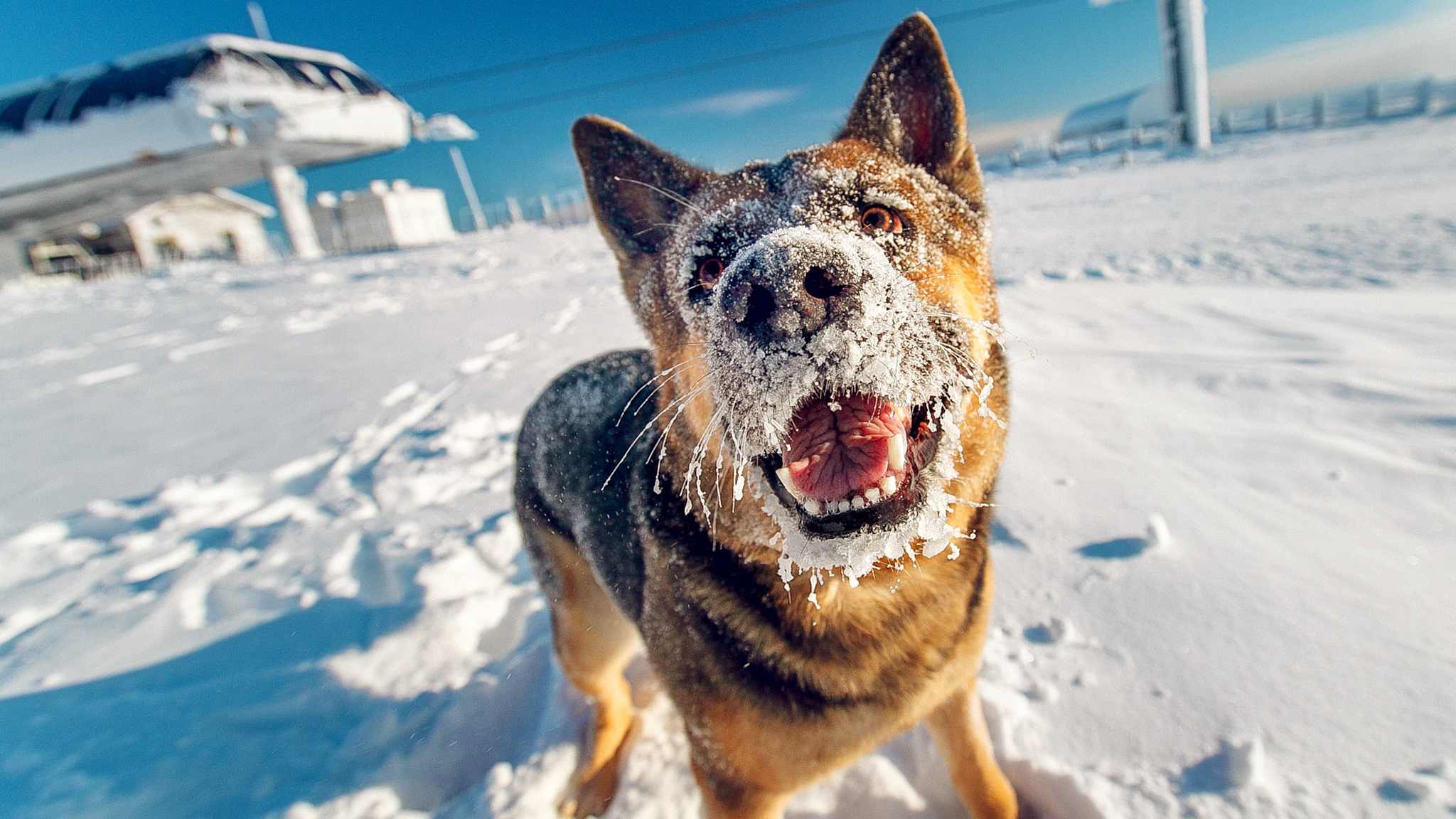 Ein Hund mit schneebedecktem Gesicht steht im Schnee und schaut in die Kamera.