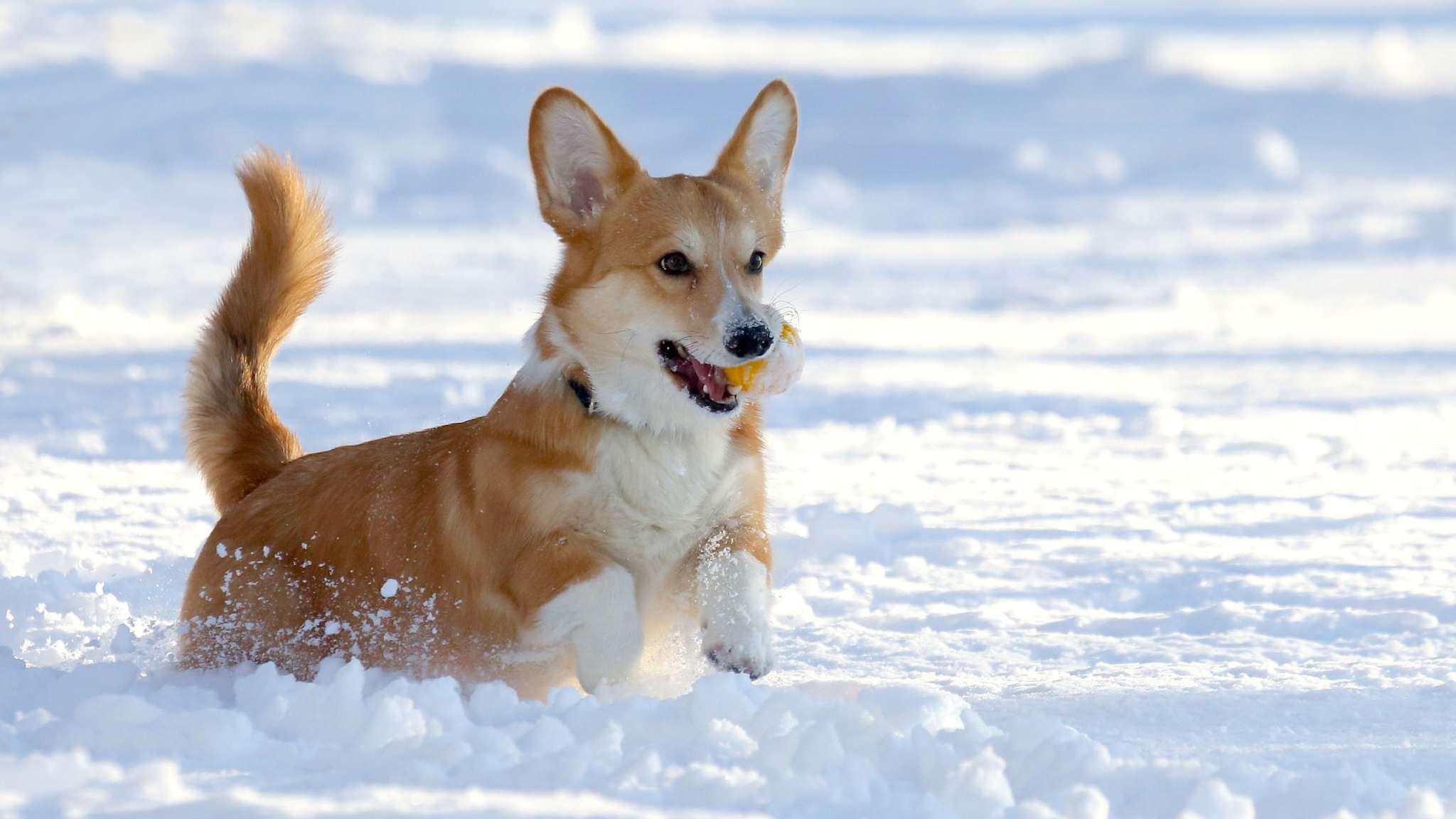 Kleiner Hund rennt durch tiefen Schnee und trägt ein Spielzeug im Maul.