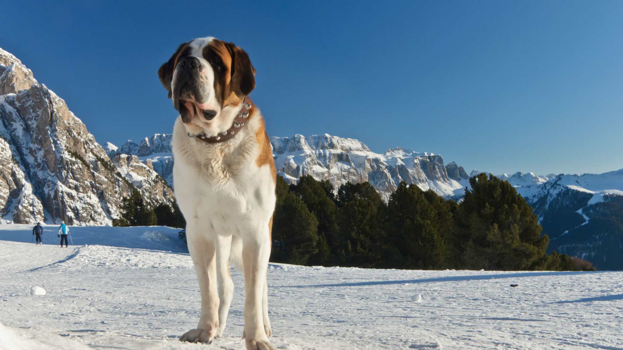 Großer Hund steht auf einer verschneiten Fläche vor den verschneiten Bergen der Dolomiten in Südtirol, Italien.
