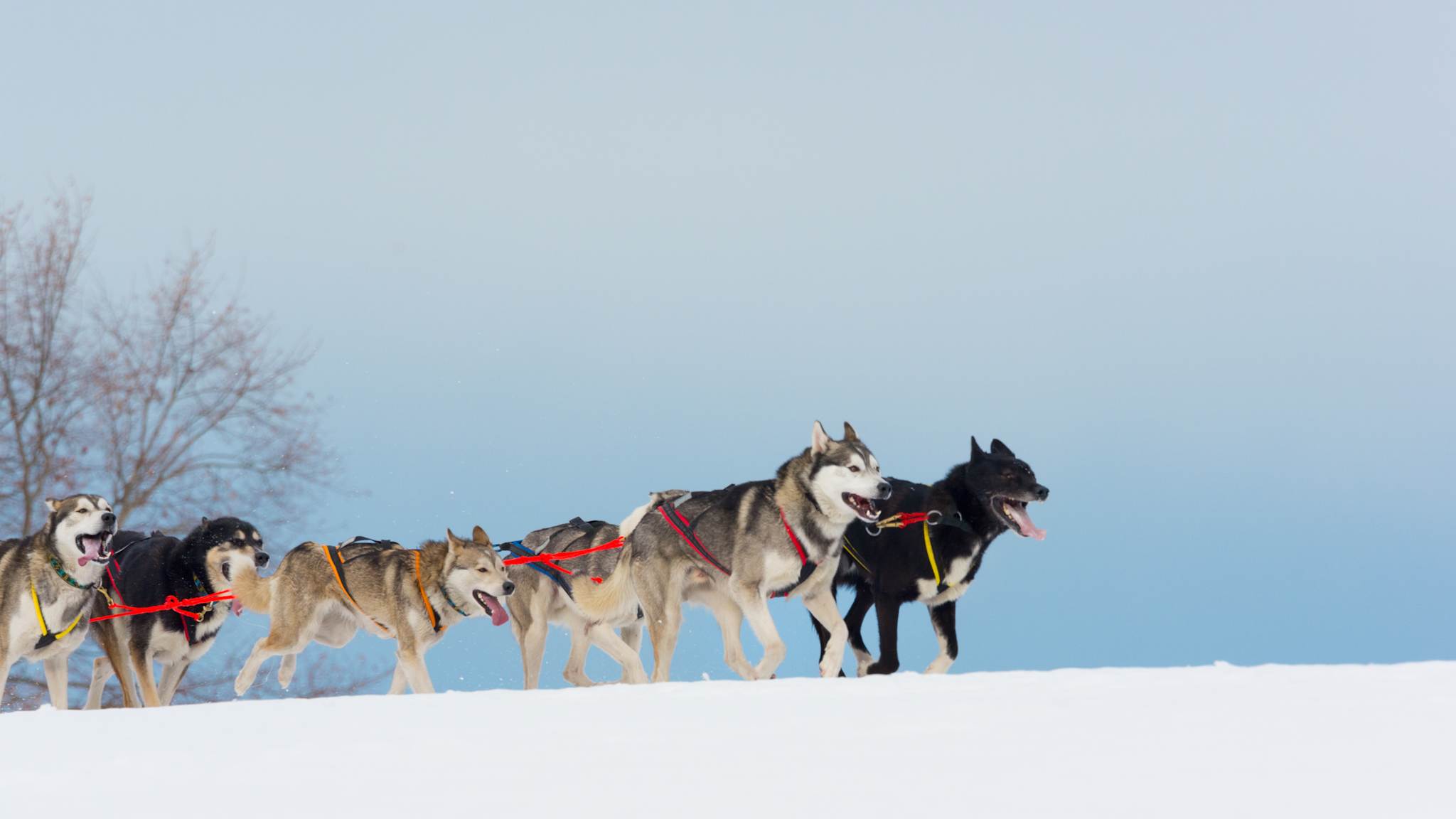 Fünf Schlittenhunde laufen im Schnee