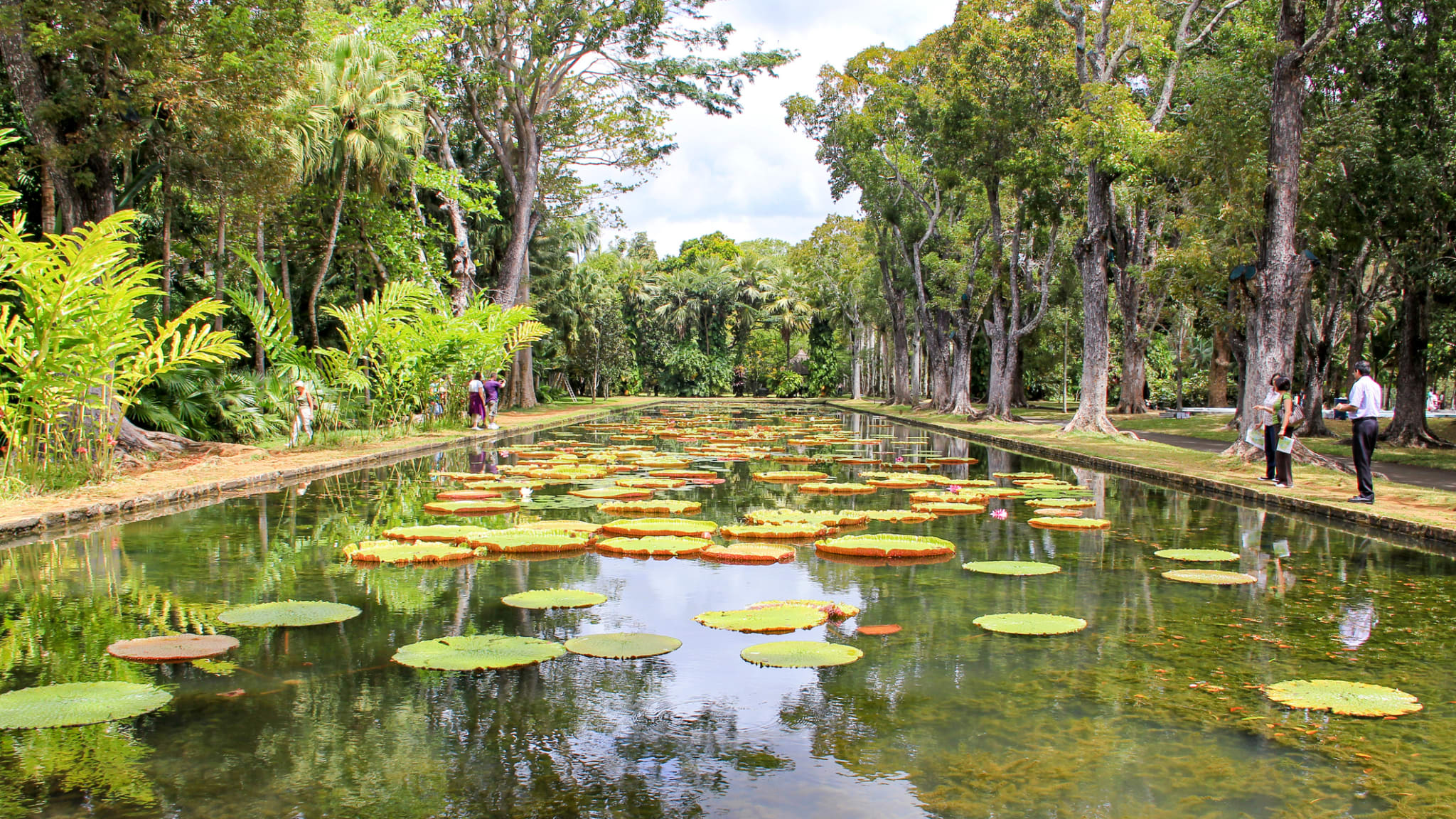Jardin Botanique Sir Seewoosagur Ramgoolam, Mauritius © Romeo Reidl/Moment via Getty Images