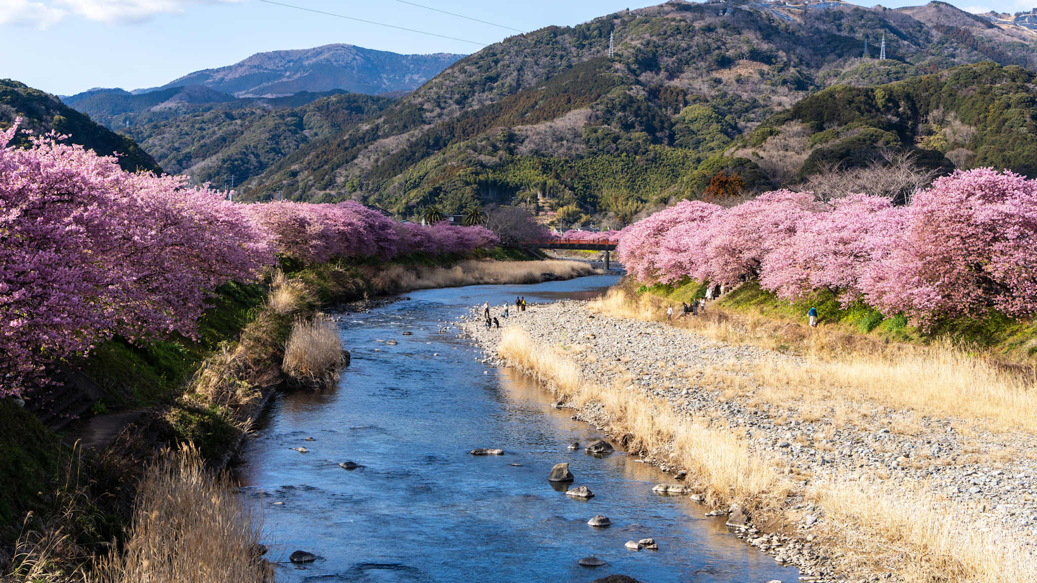 Kirschblüten-Roadtrip durch Japan: Von Tokio nach Kyoto