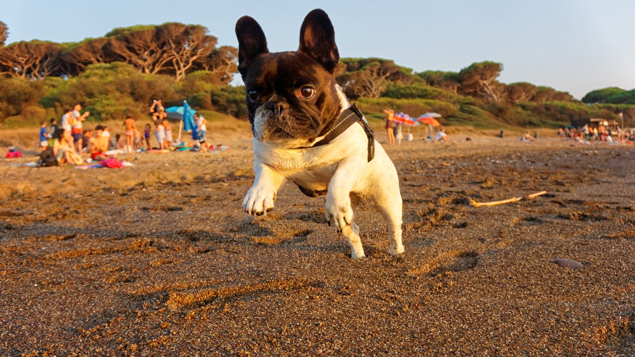 Kleiner Hund am Strand, Italien © Il Teorico / 500px via Getty Images