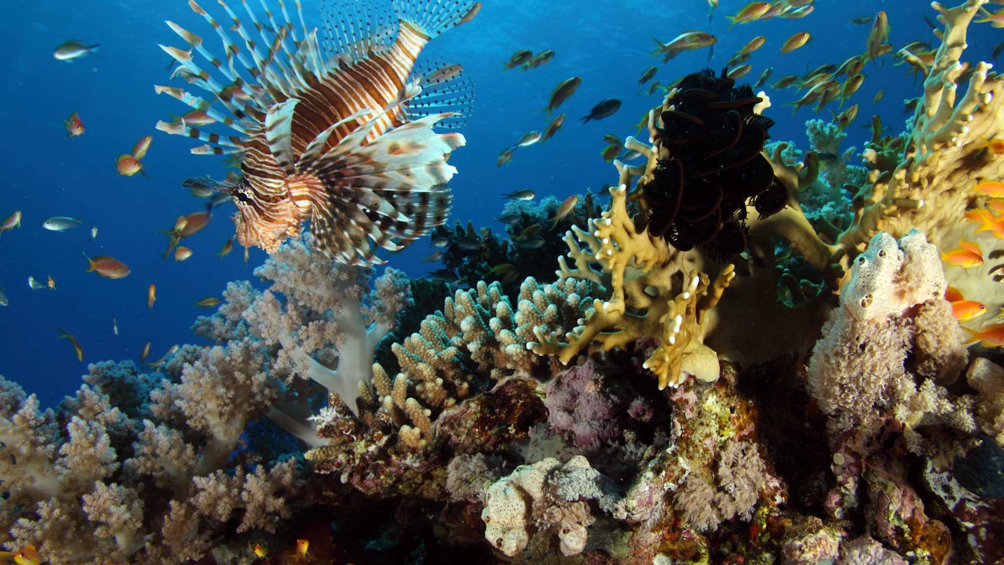 Farbenfrohes Korallenriff im Roten Meer