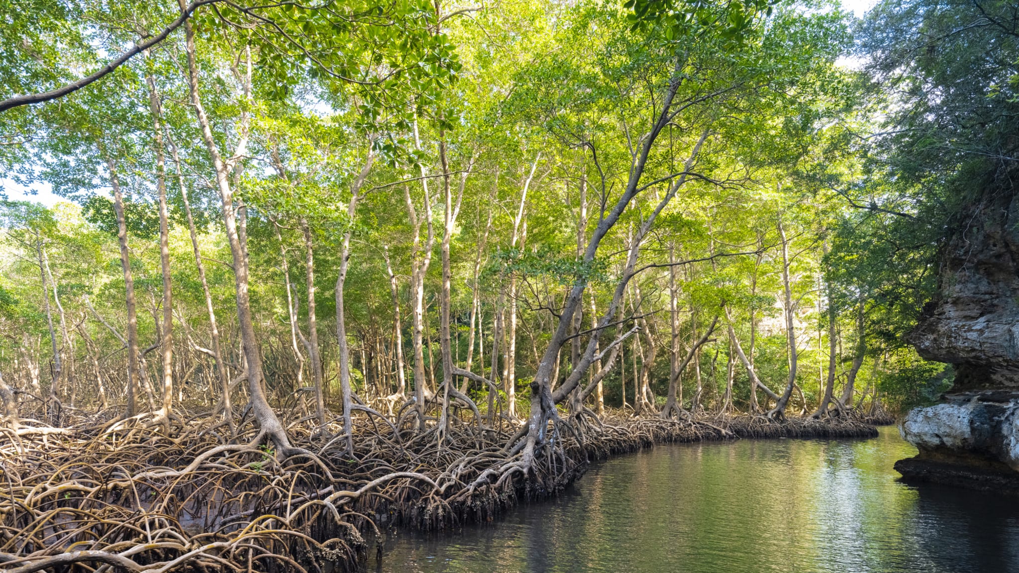 Los Haitises Nationalpark, Dominikanische Republik © mrtekmekci/iStock / Getty Images Plus via Getty Images