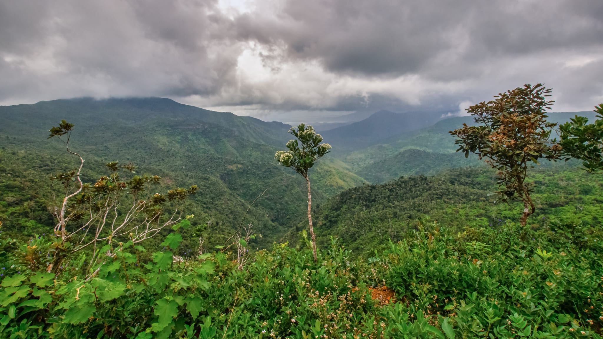 Regenwald auf Mauritius ©AllesSuper21/iStock via Getty Images