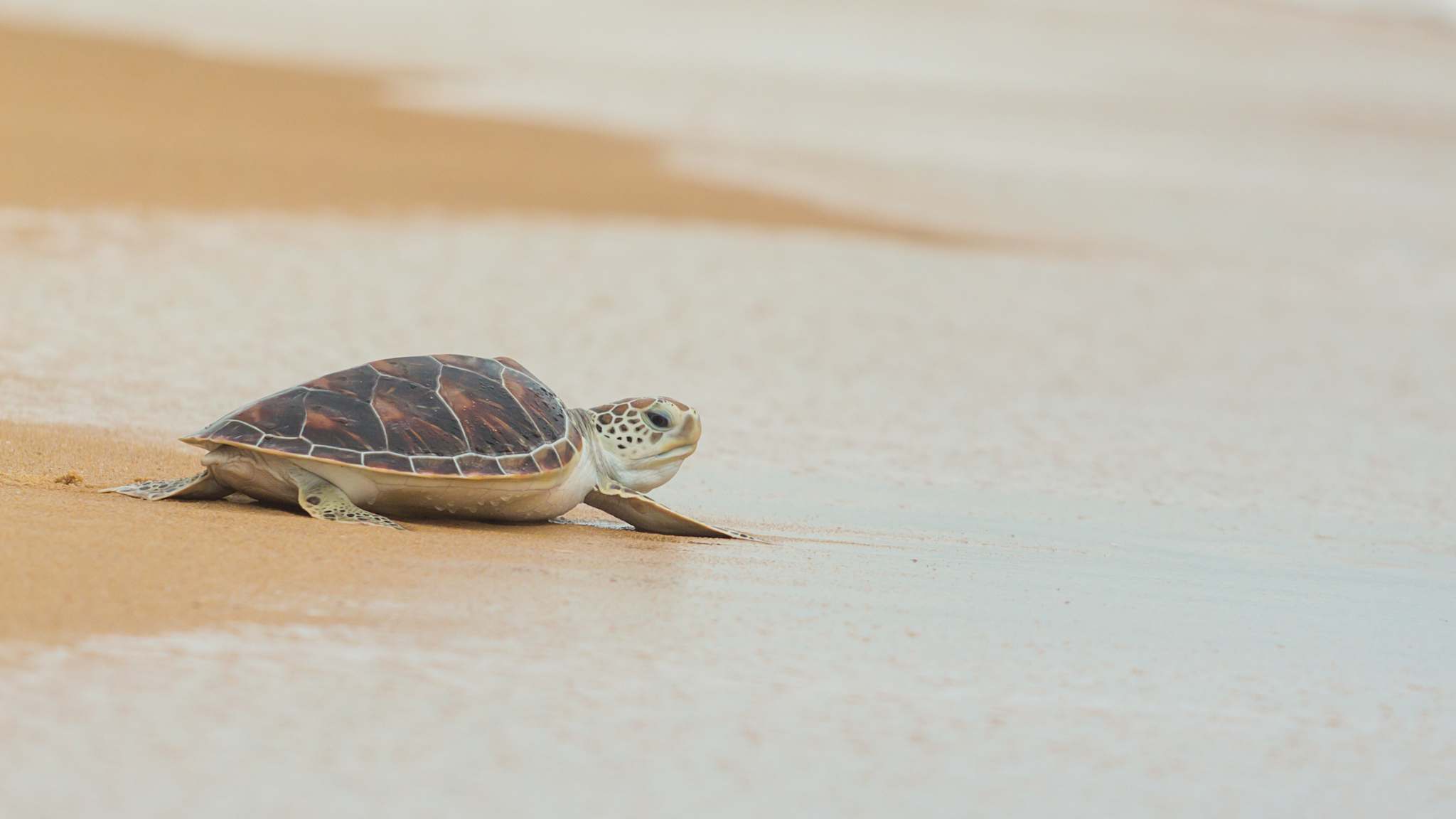 Eine kleine Meeresschildkröte mit braun gemustertem Panzer in Nahaufnahme an einem Sandstrand