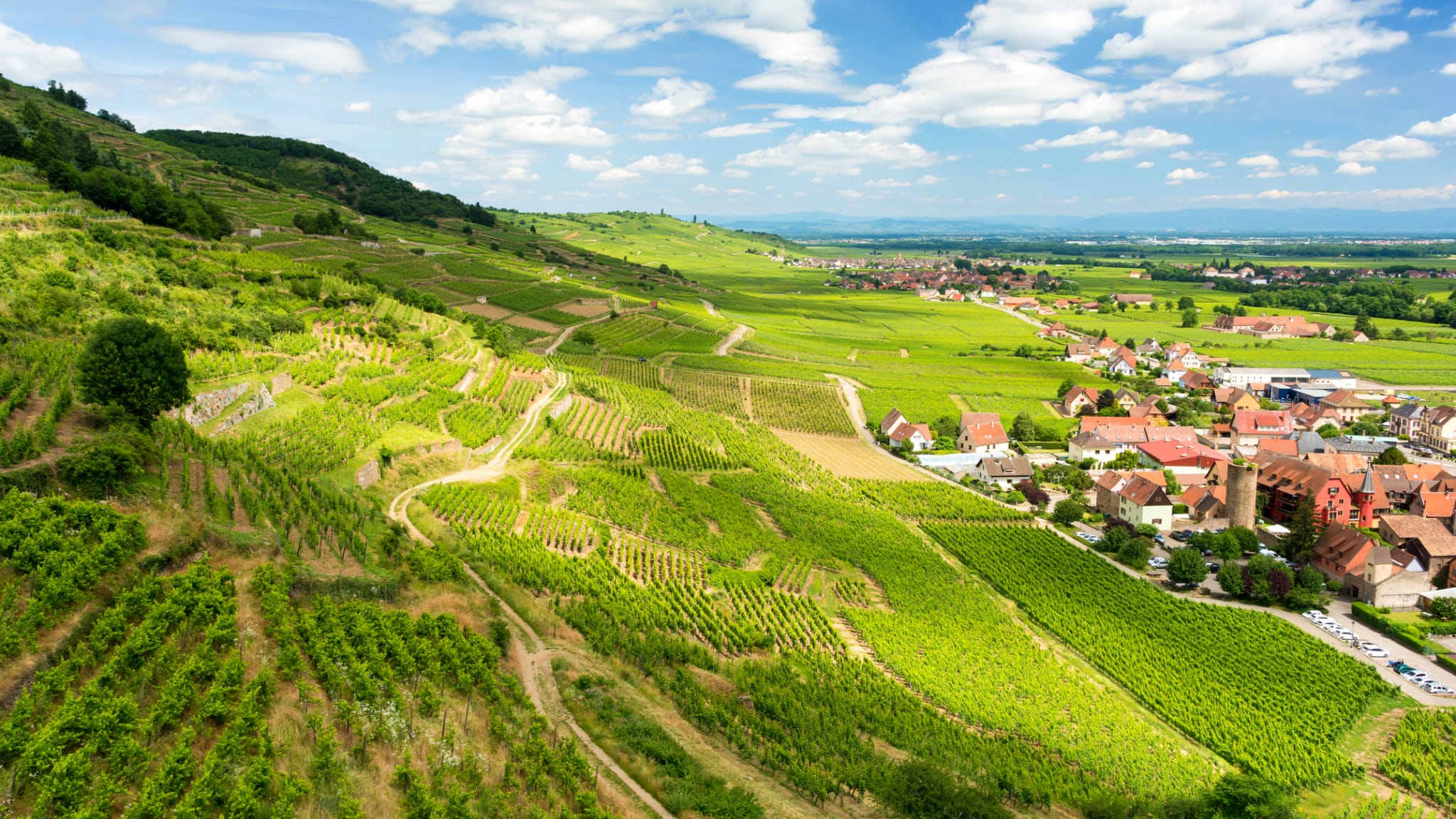 Mit Weinbergen bedeckte Hügel im elsässischen Dorf Kaysersberg © iStock.com/Milena Pigdanowicz-Fidera