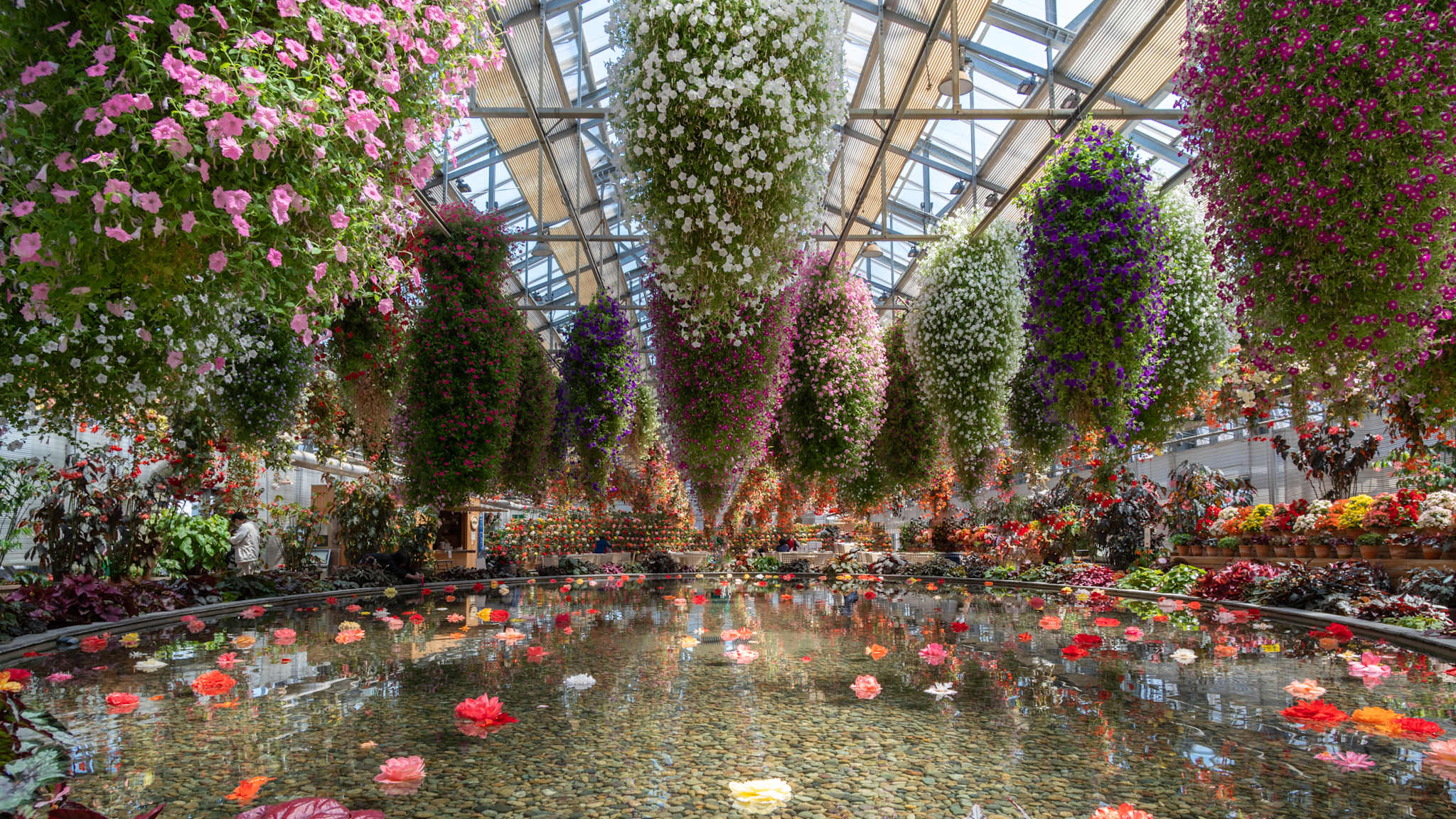 Ausblick auf hängende Pflanzen und Blumen in einem Gewächshaus über Wasser.