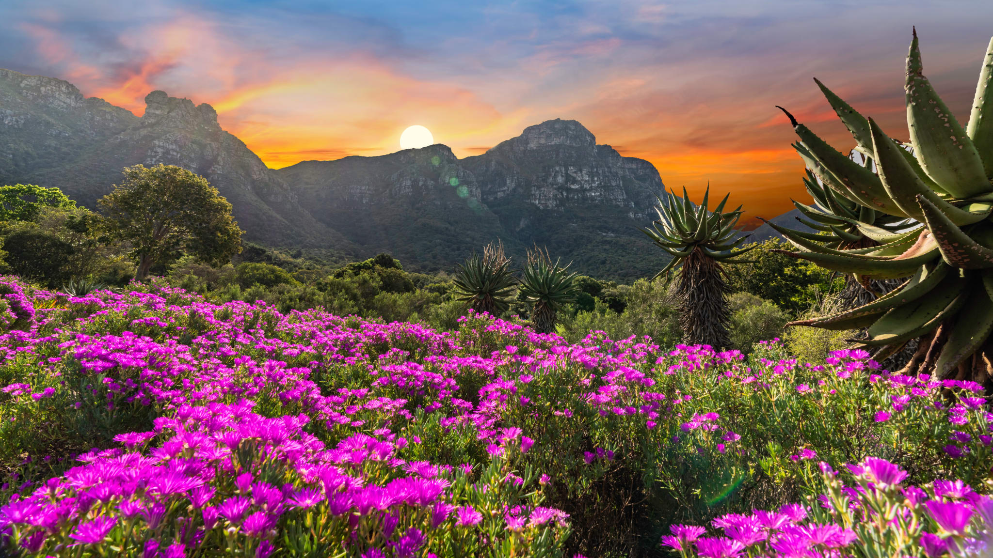 Botanischer Garten mit einem Gebirge im Hintergrund bei Sonnenuntergang