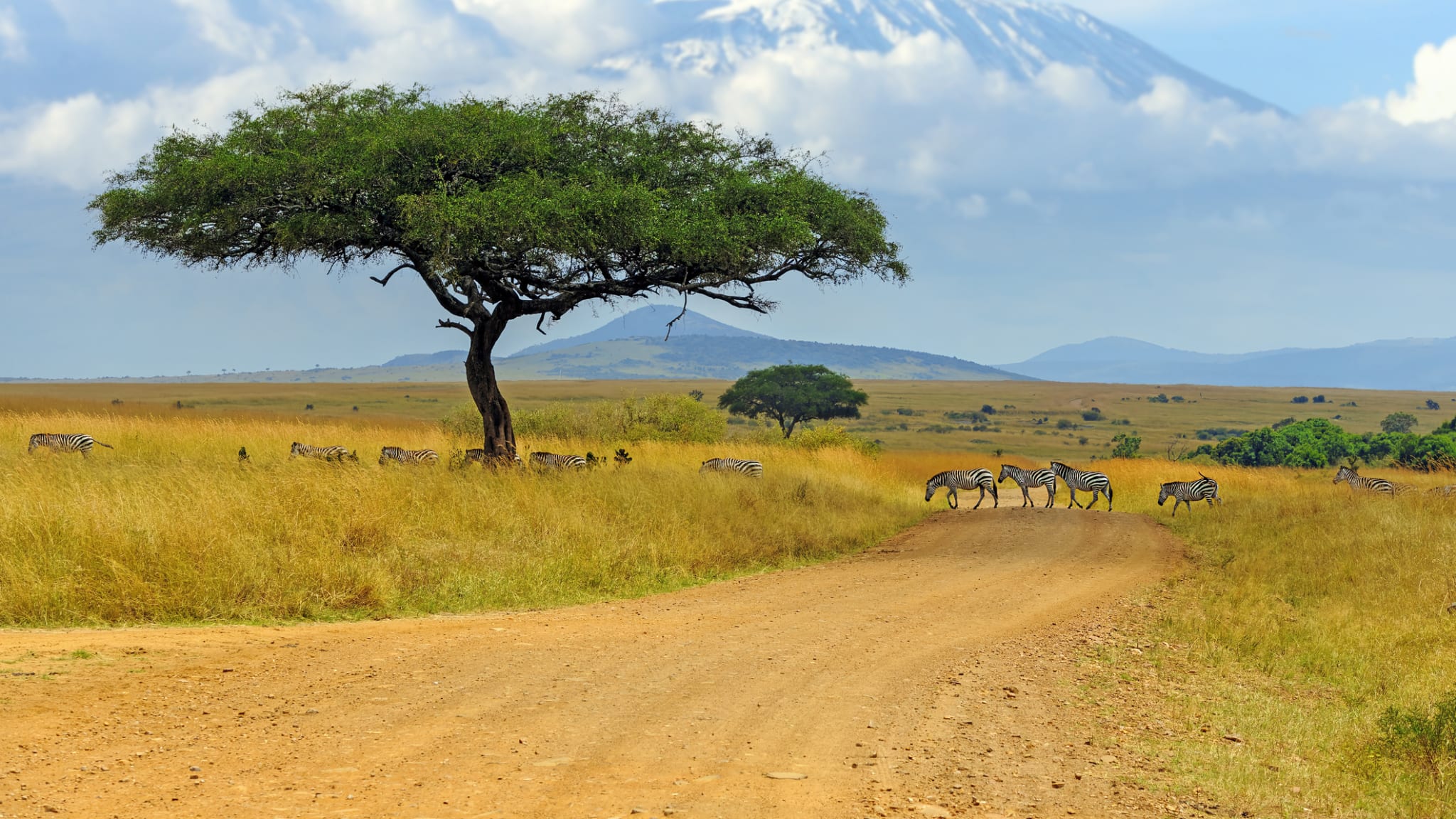 Afrikanische Savanne ©Byrdyak/iStock / Getty Images Plus via Getty Images