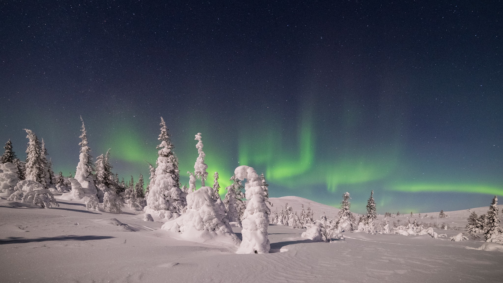Nordlichter über schneebedeckten Bäumen bei Pallas Kota, Lappland © Alessandro Bellani/HUBER IMAGES