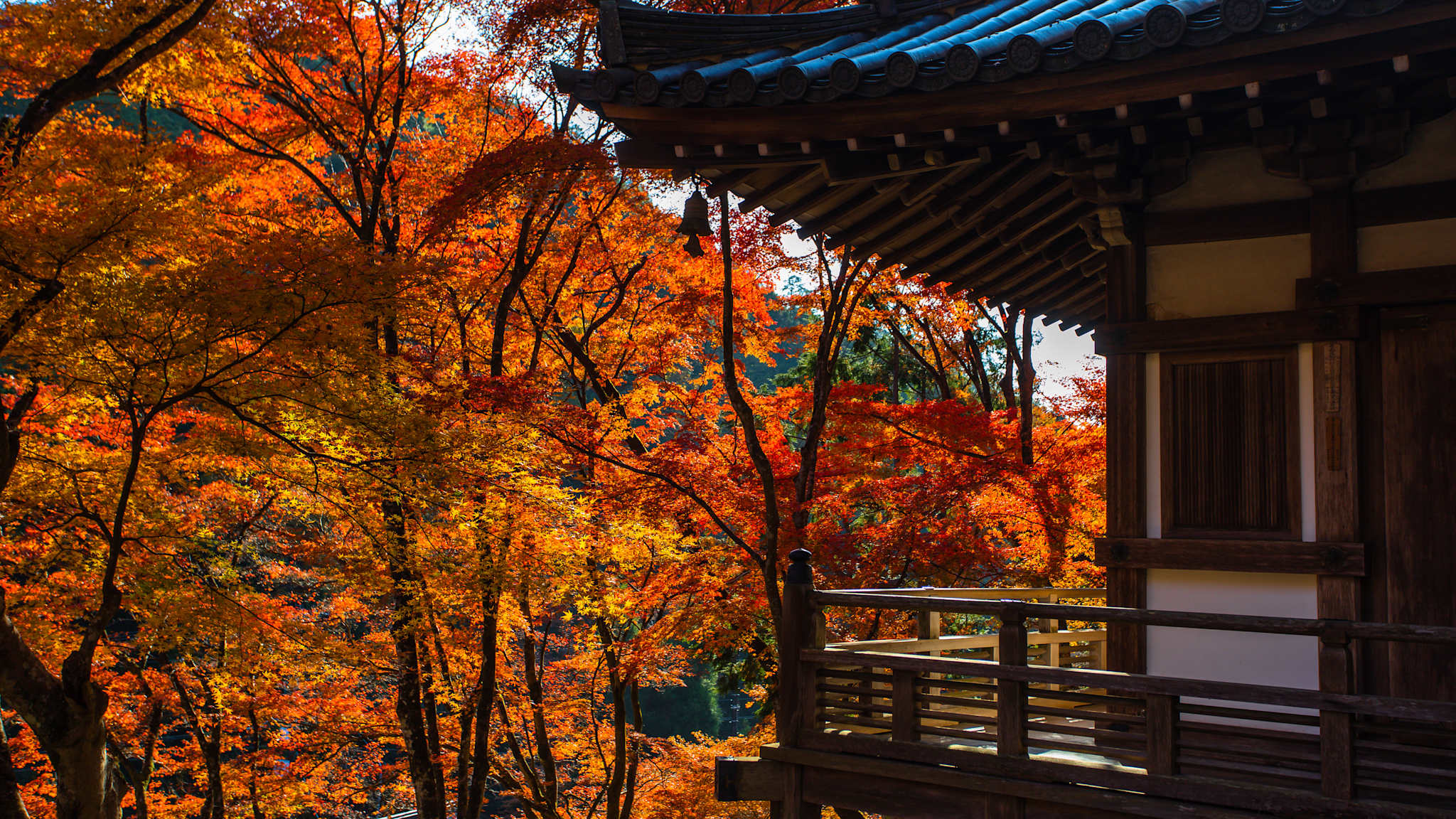 Ein kleines Tempelgebäude ragt in die rotgefärbten Blätter der umliegenden Bäume im Herbst in Kyotos Umgebung.