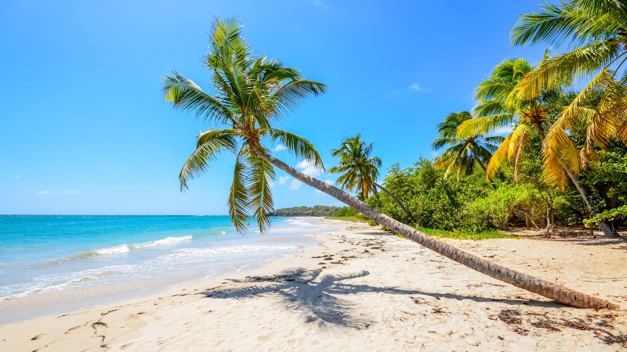 Palme am Strand, Martinique