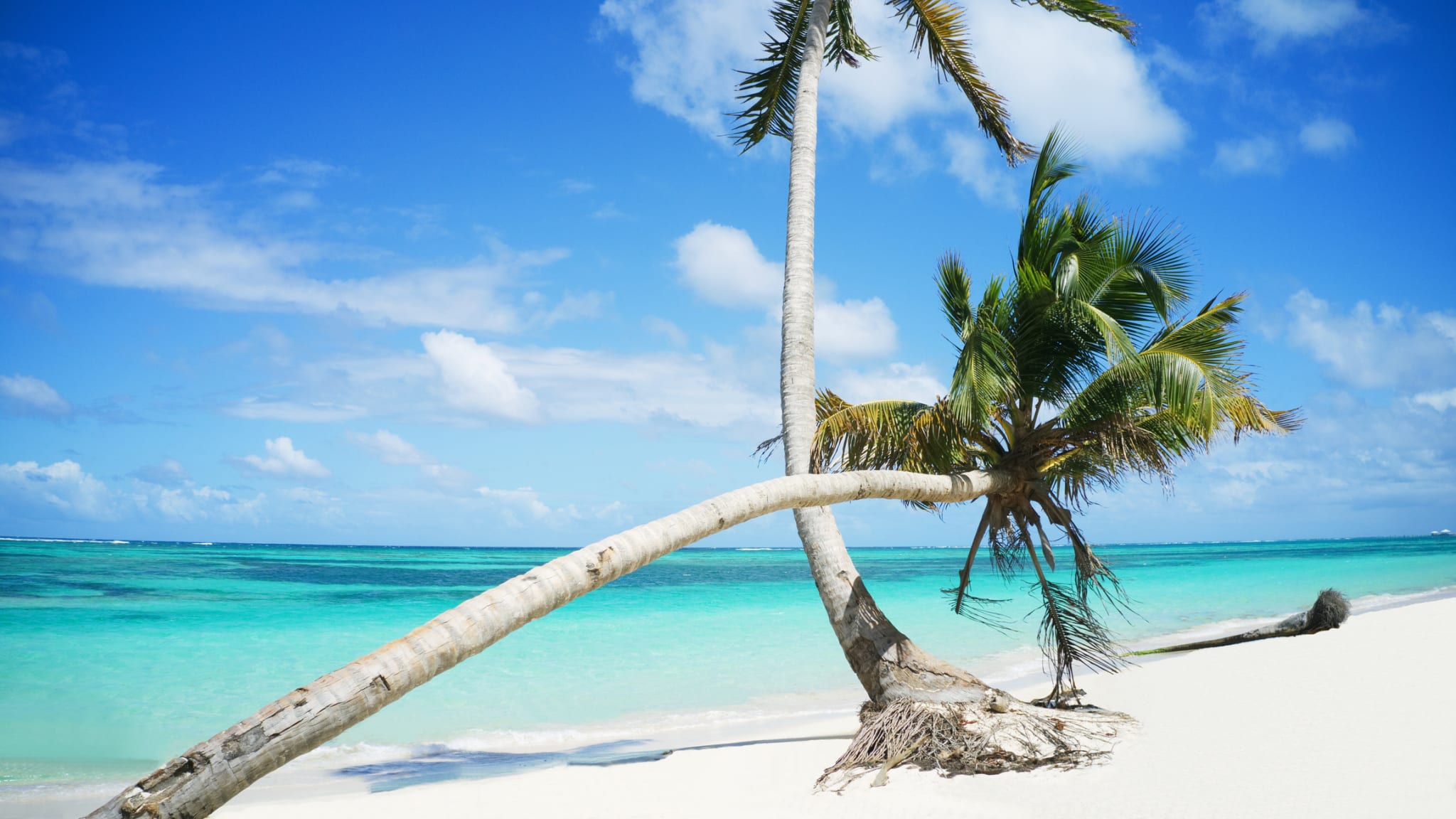 Palmenstrand Playa Dorada, Dominikanische Republik © aero-pictures.de/iStock / Getty Images Plus via Getty Images