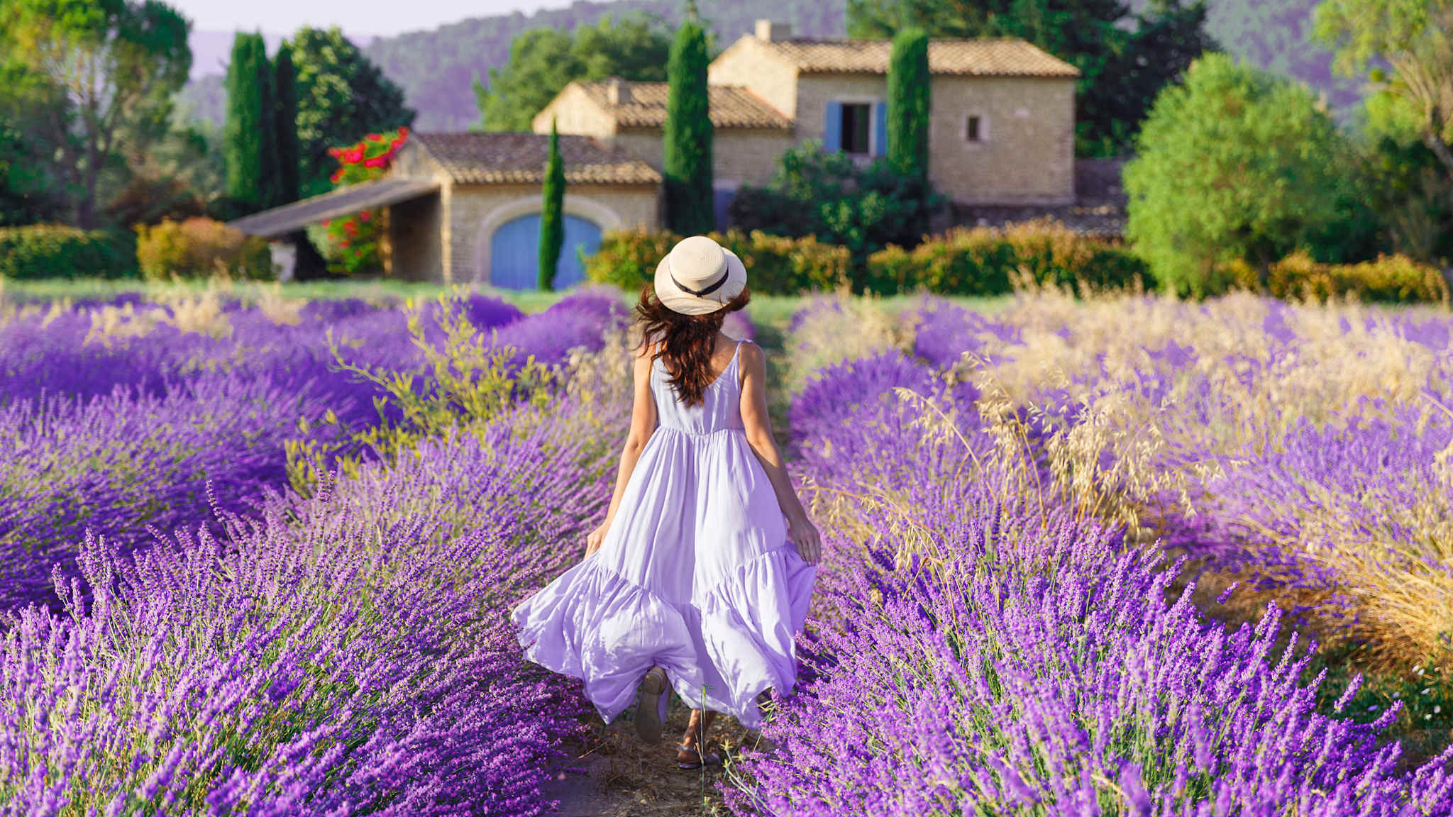 Eine Frau im weißen weiten Kleid läuft durch Lavendelfelder in der Provence auf ein kleines Haus zu