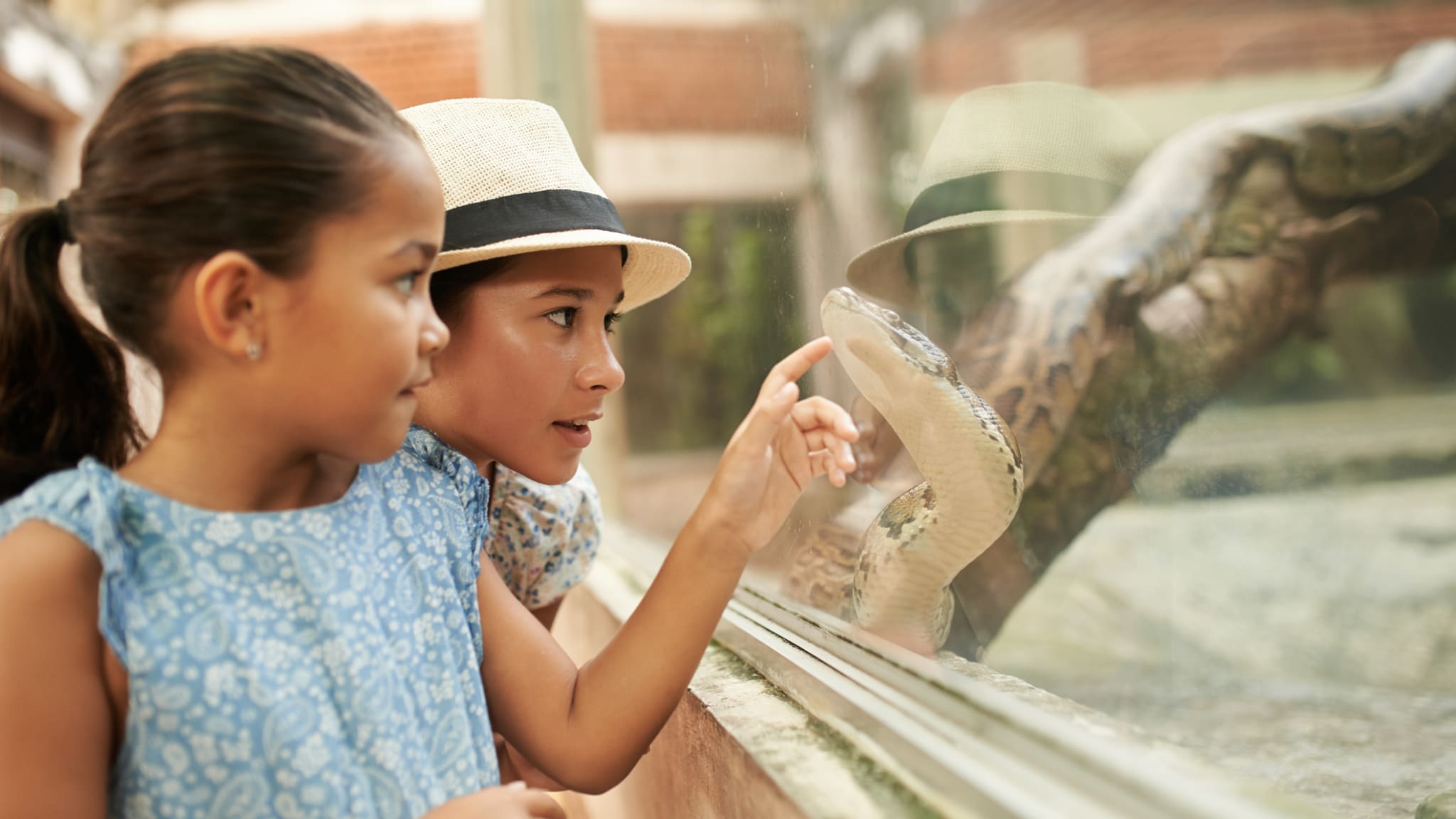 Python im Terrarium, Kreta ©DragonImages/iStock / Getty Images Plus via Getty Images