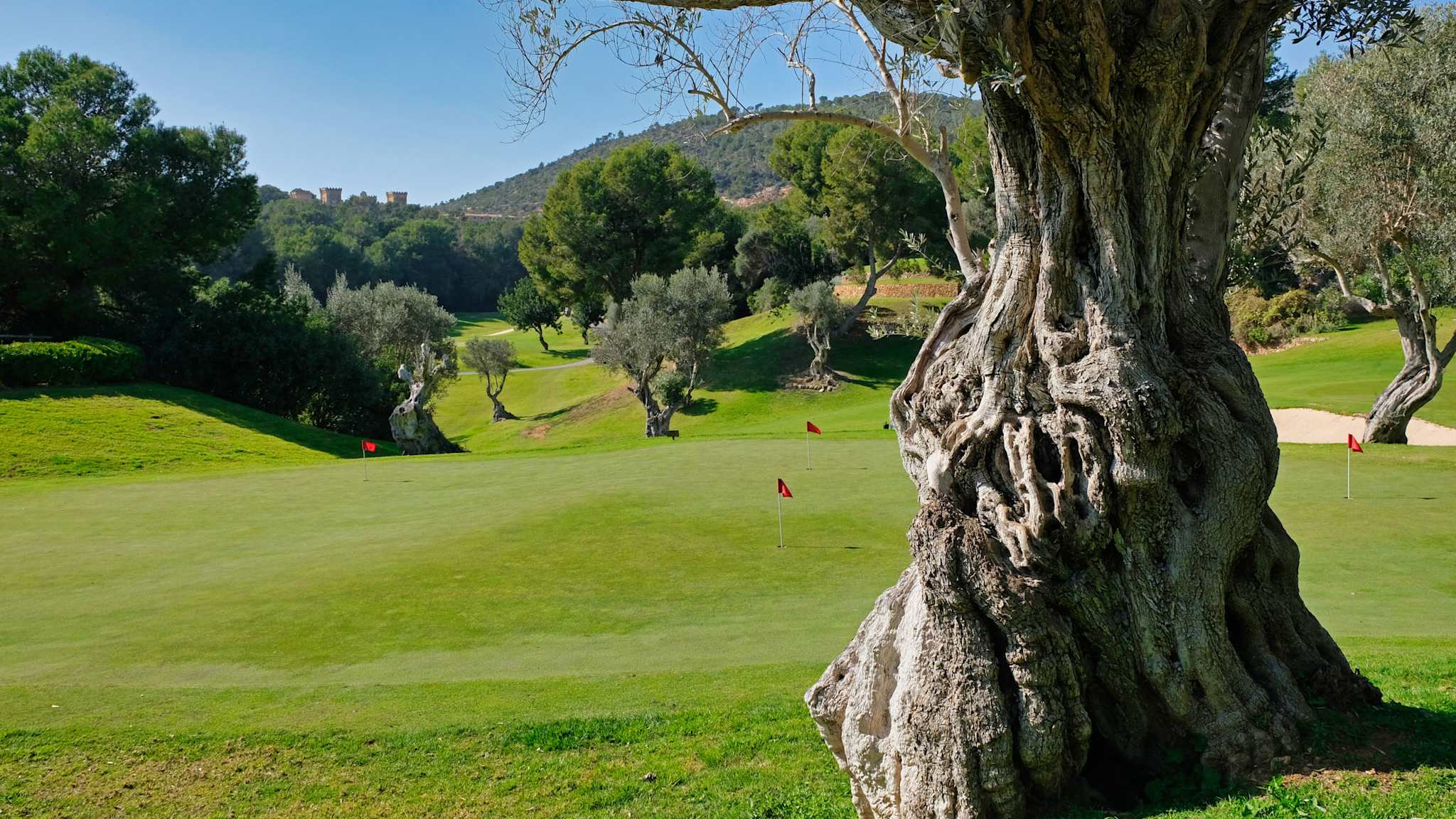 Golfplatz auf Mallorca mit markantem Olivenbaum im Vordergrund und Blick auf hügelige Landschaft und rote Fahnen.